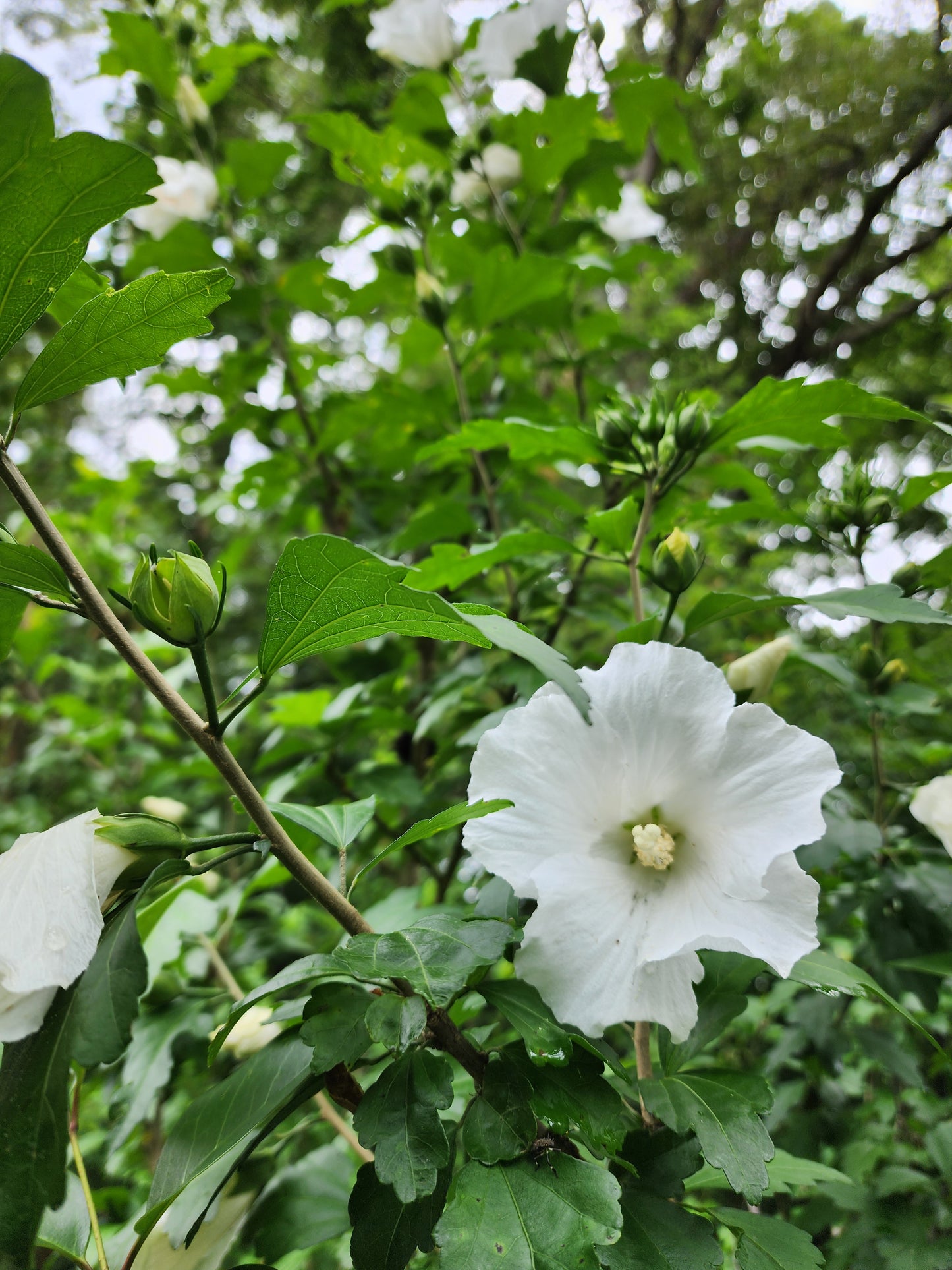 White Rose of Sharon