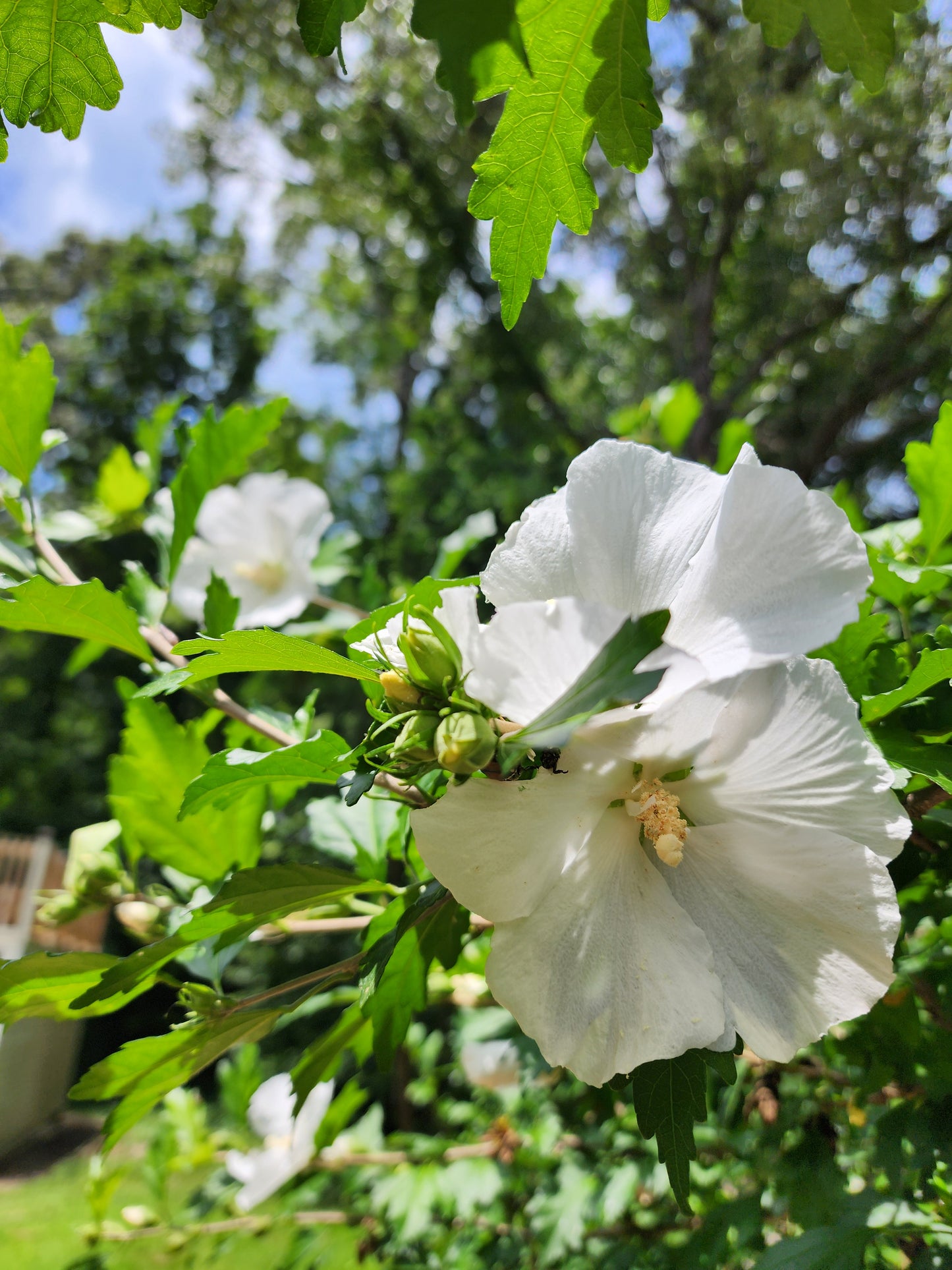 White Rose of Sharon