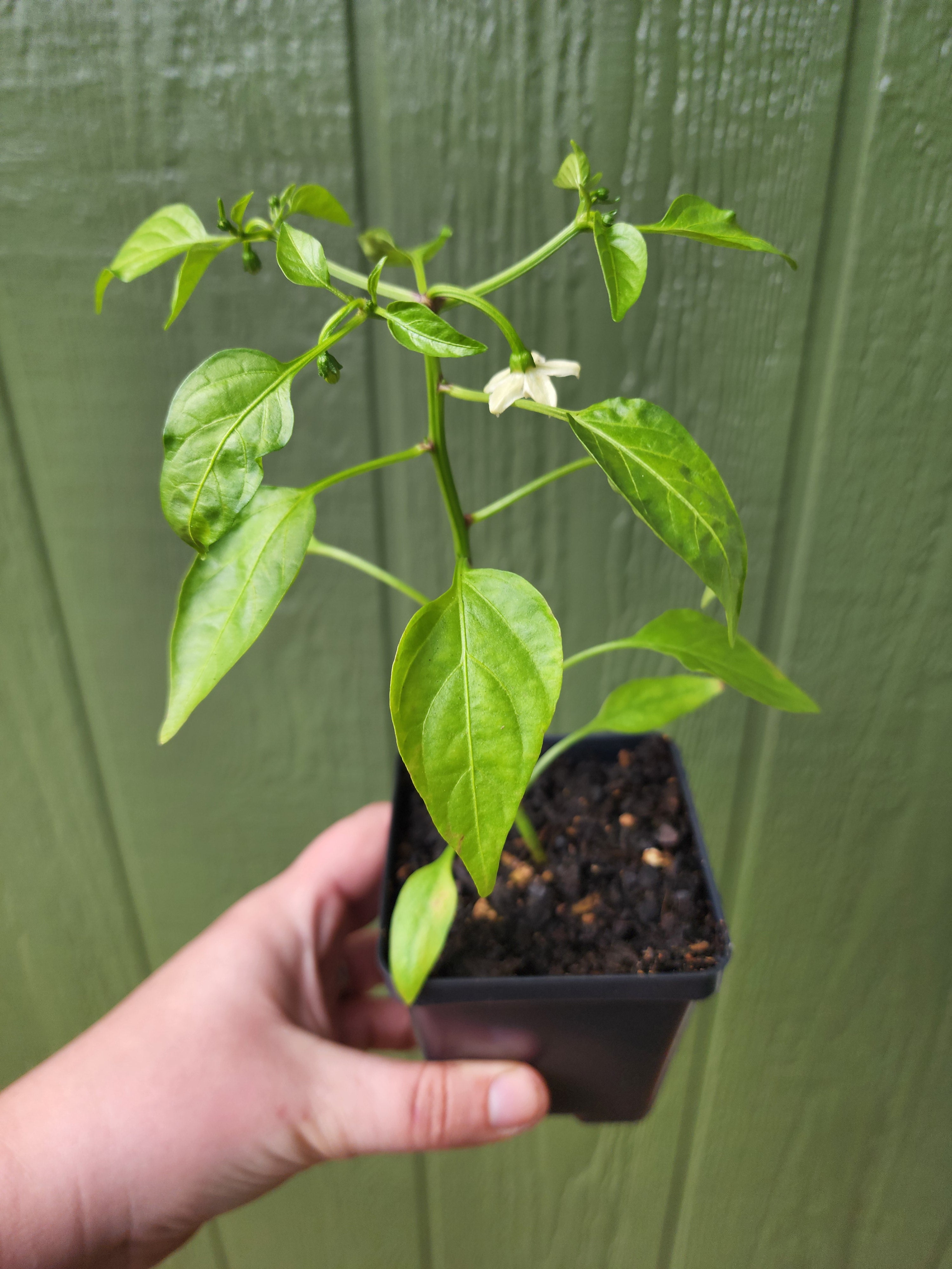 jalapeno plants in a pot Pot-a-Peño (Dwarf Jalapeño) Hot Pepper – Tomorrow's Garden