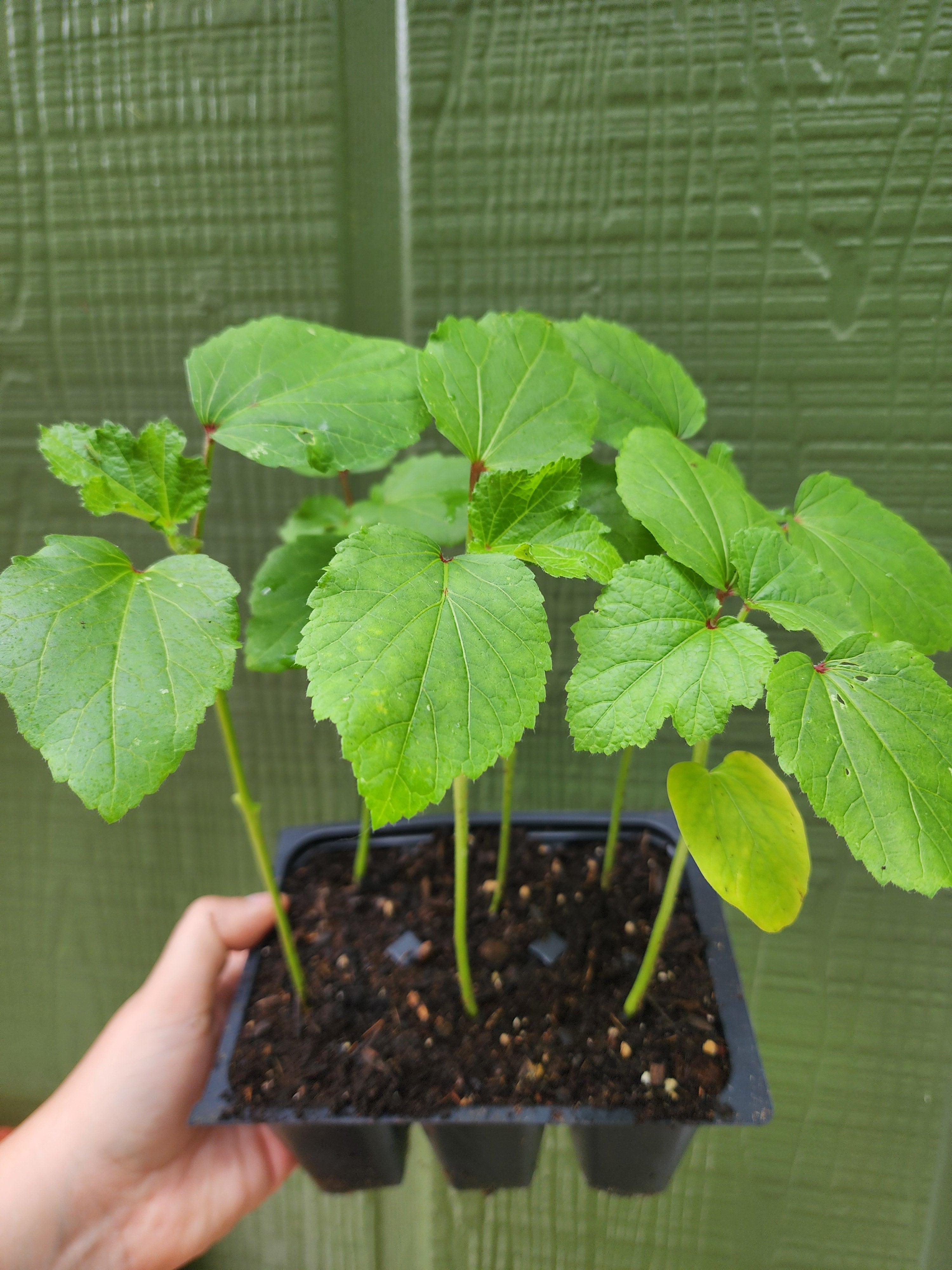 okra plant in a pot Baby Bubba Okra – Tomorrow's Garden