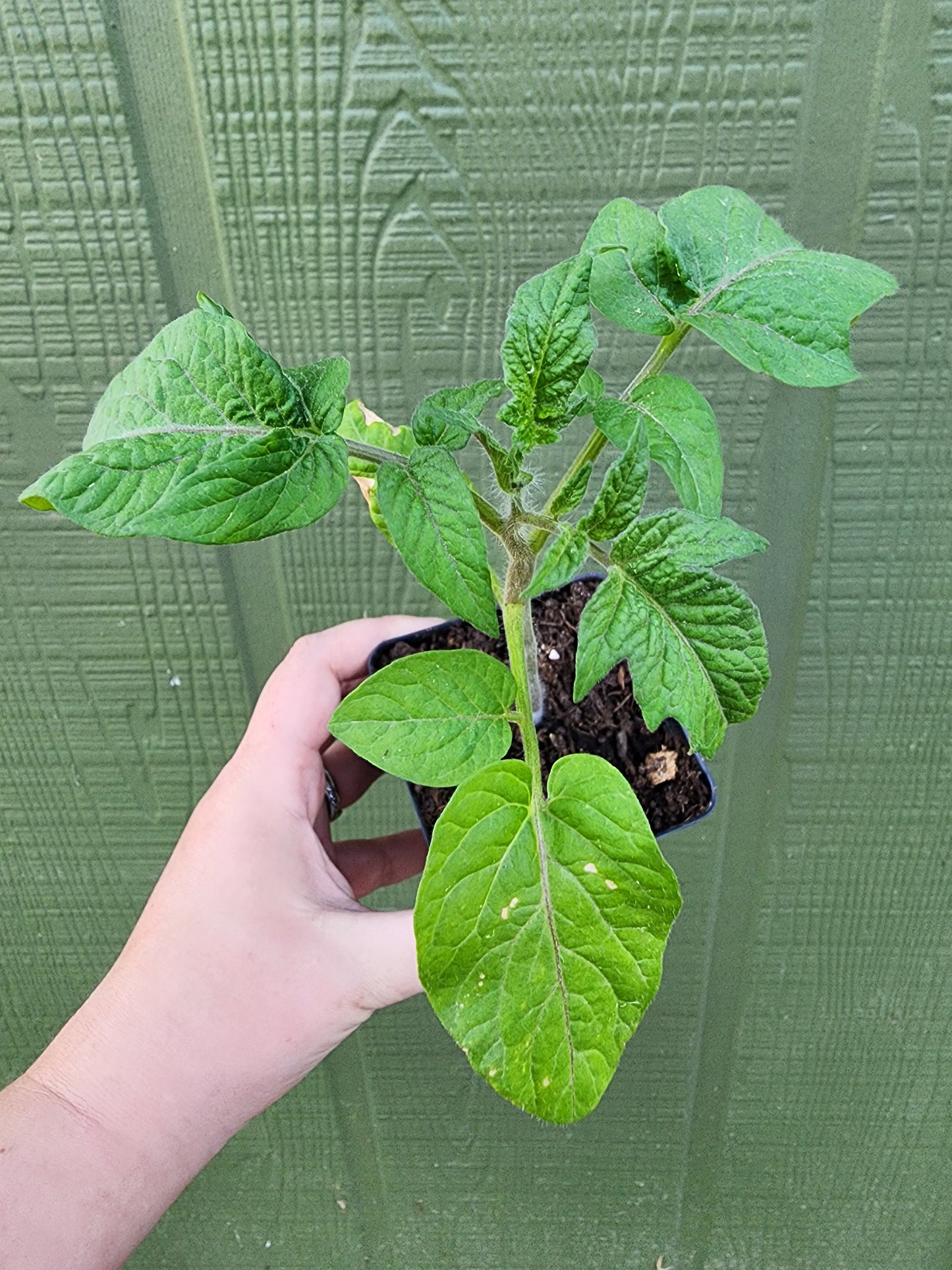 Hannah's Prize Dwarf Tomato