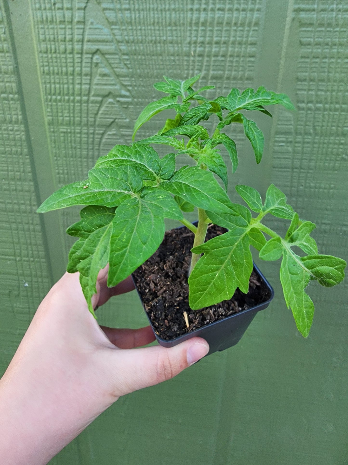 Sean's Yellow Dwarf Tomato