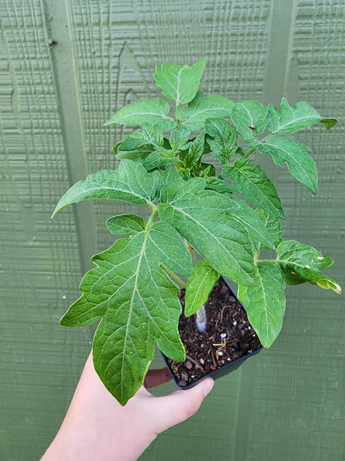 Martino's Roma Tomato