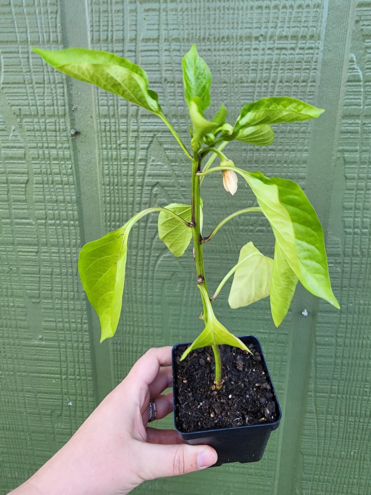 Purple Bell Sweet Pepper