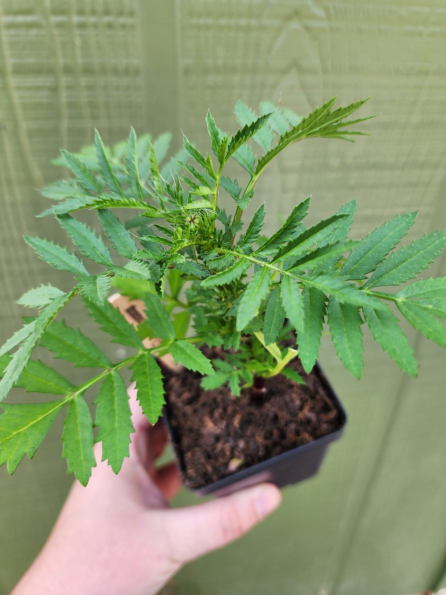 Sparky Marigold