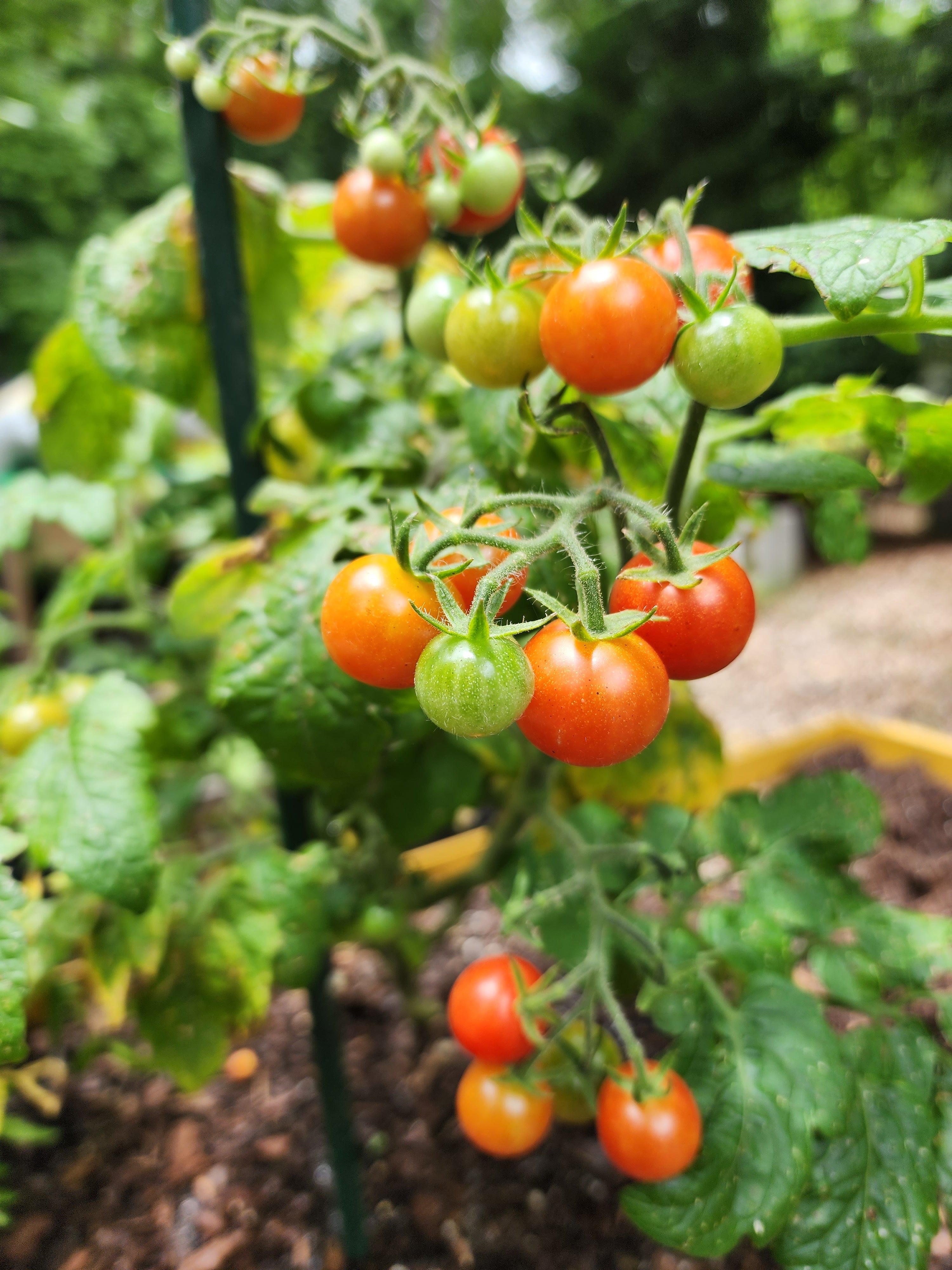Tomatoes