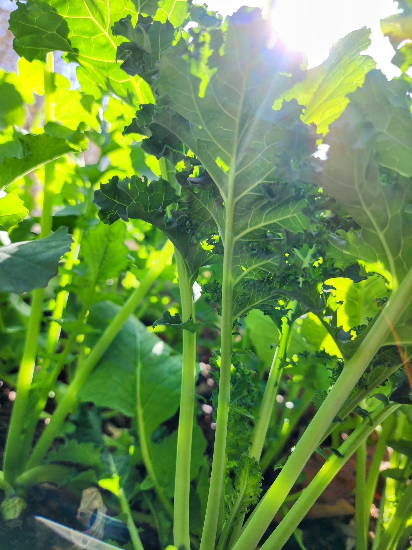 Blue Curled Scotch Kale