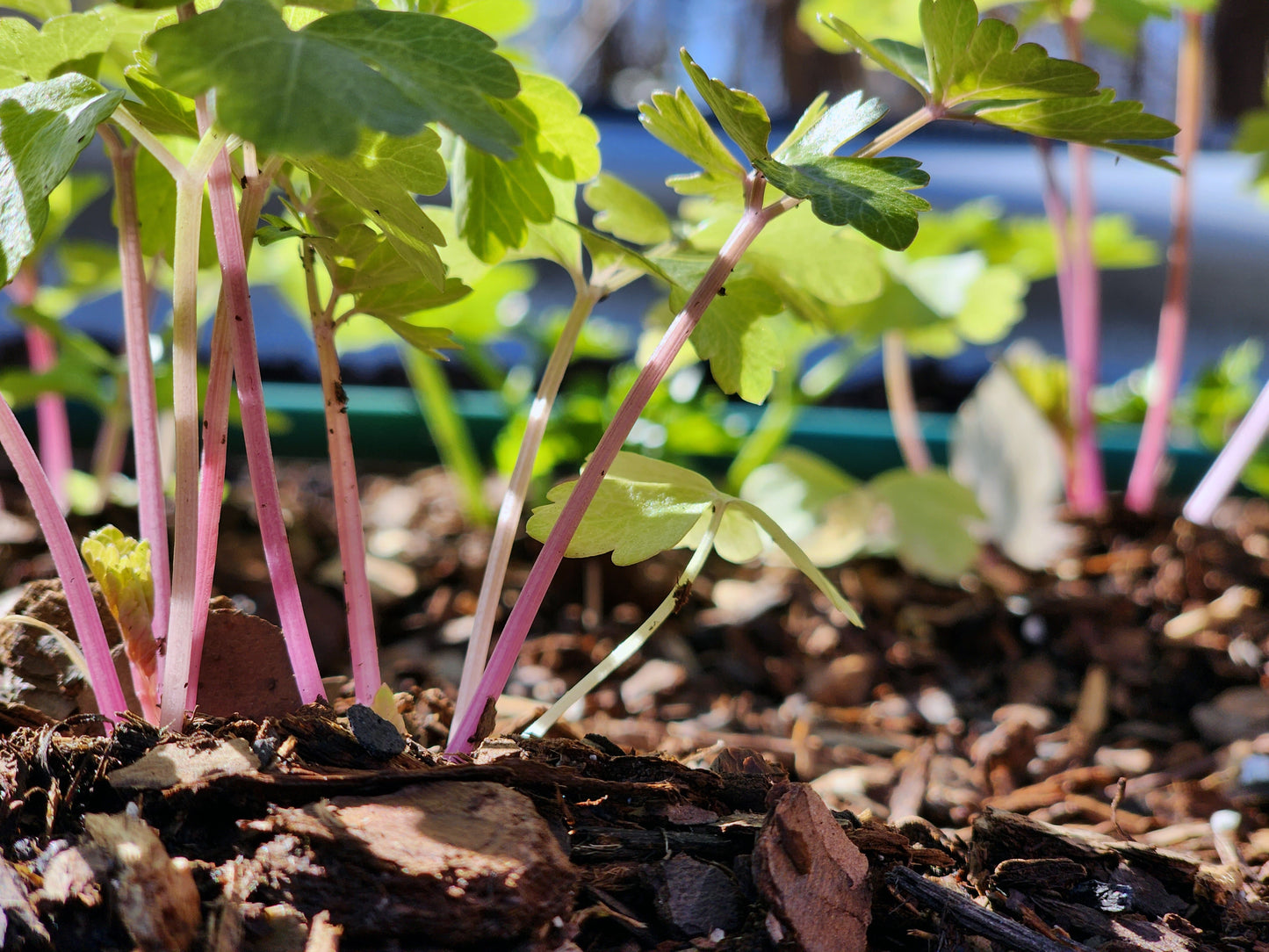 Chinese Pink Celery