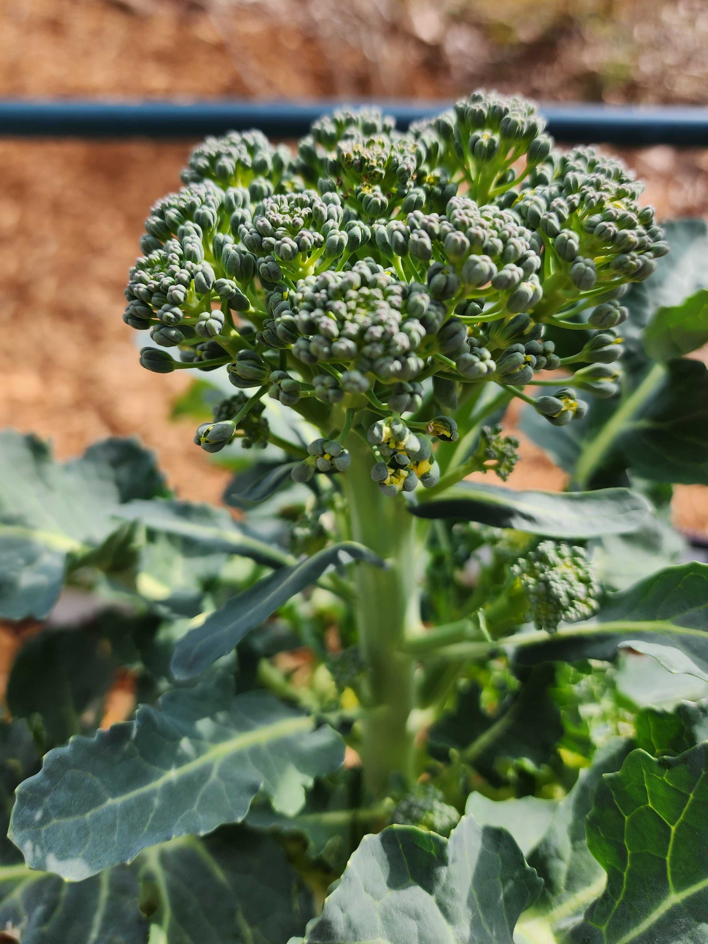 De Cicco Broccoli