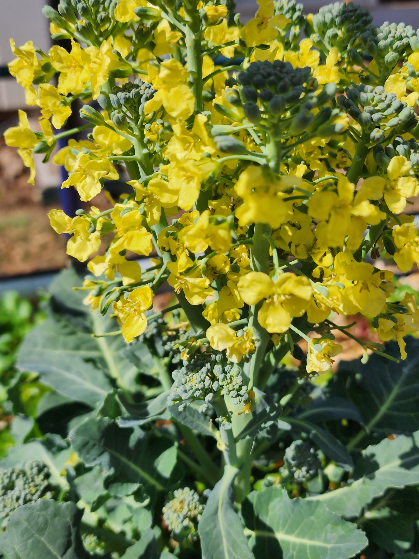 De Cicco Broccoli