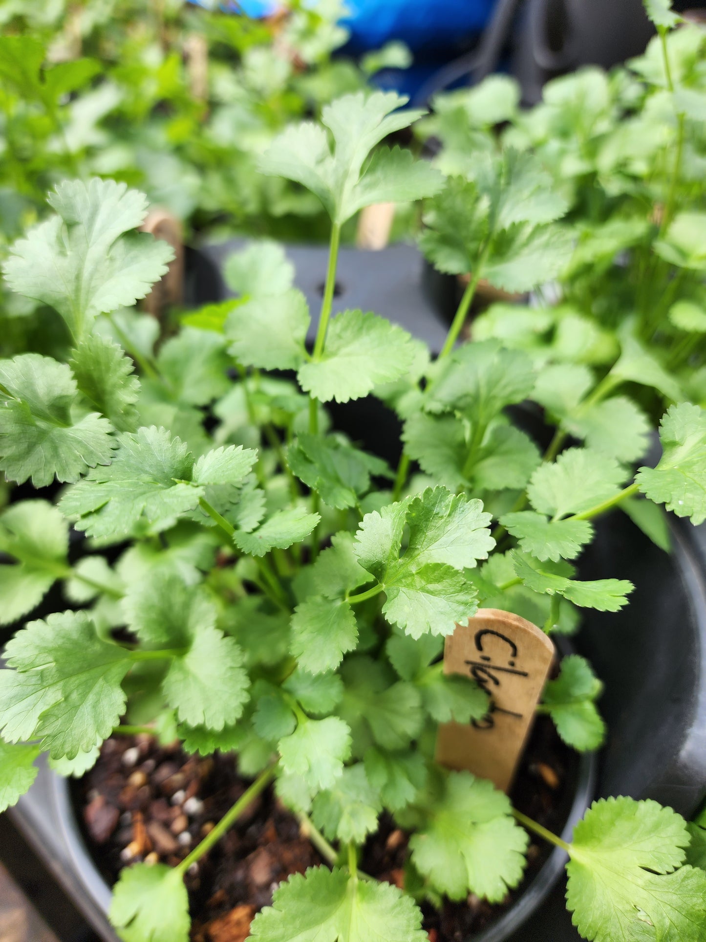 Cilantro