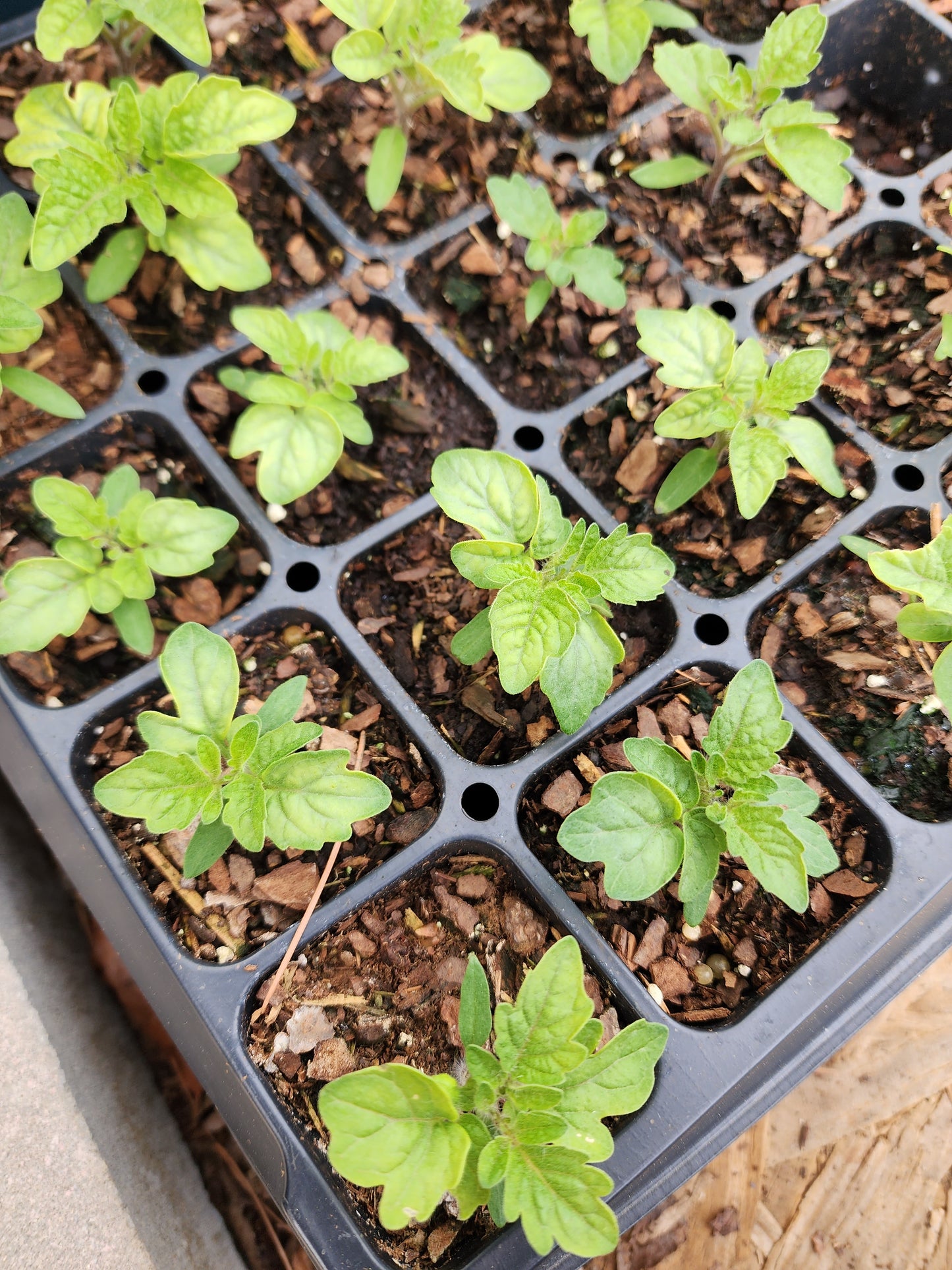 Orange Hat Cherry Microdwarf Tomato