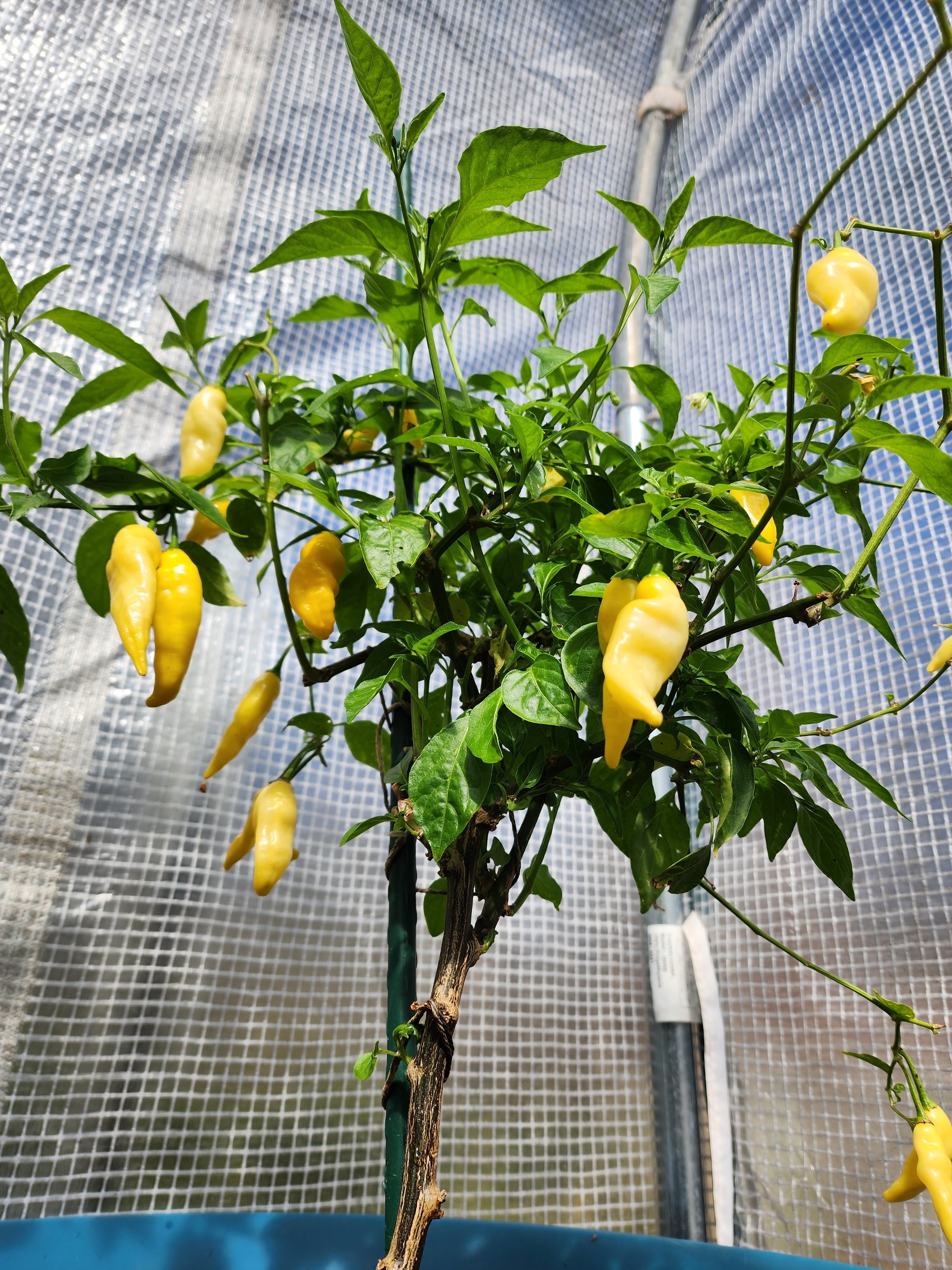 Lemon Drop Hot Pepper – Tomorrow's Garden