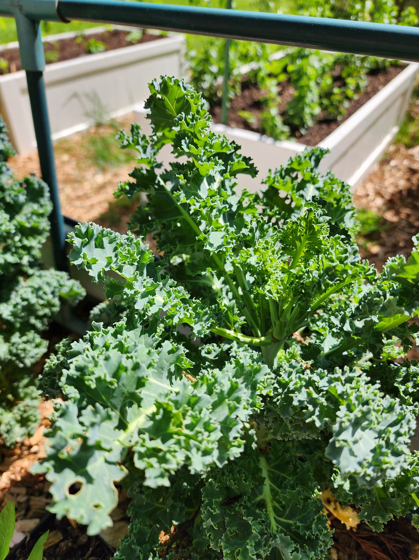 Blue Curled Scotch Kale