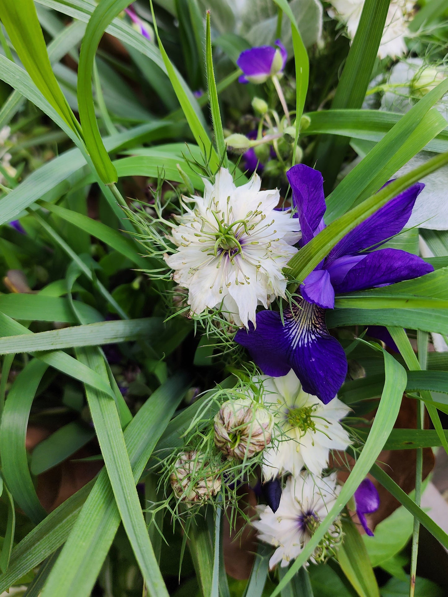 Albion White Love-in-a-Mist (Nigella)