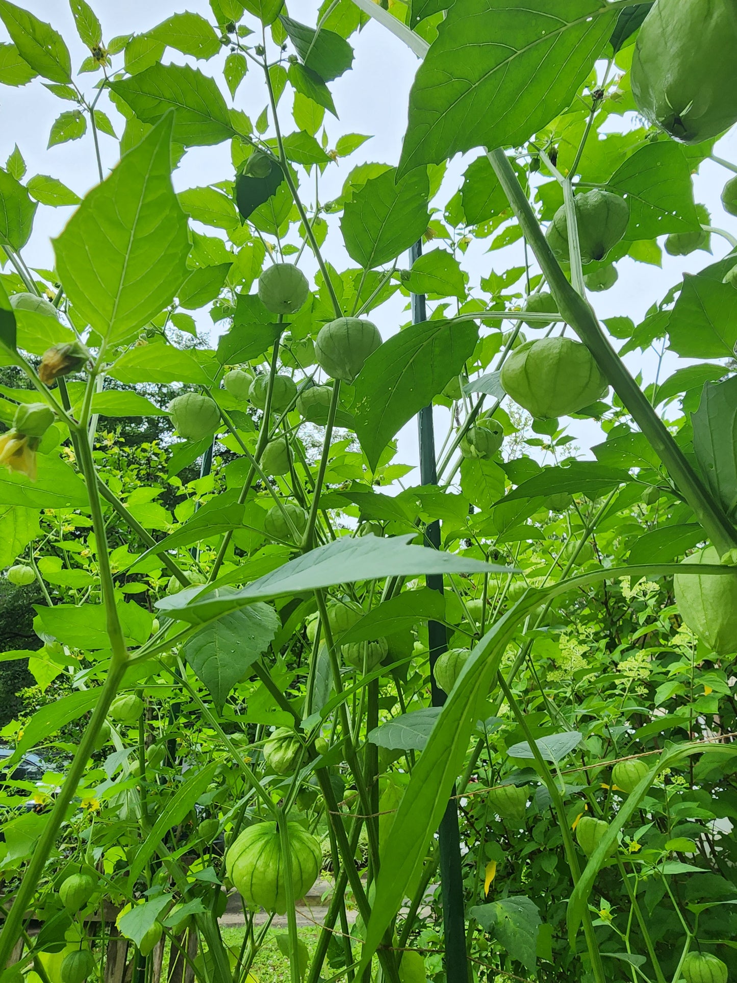 Green Tomatillo