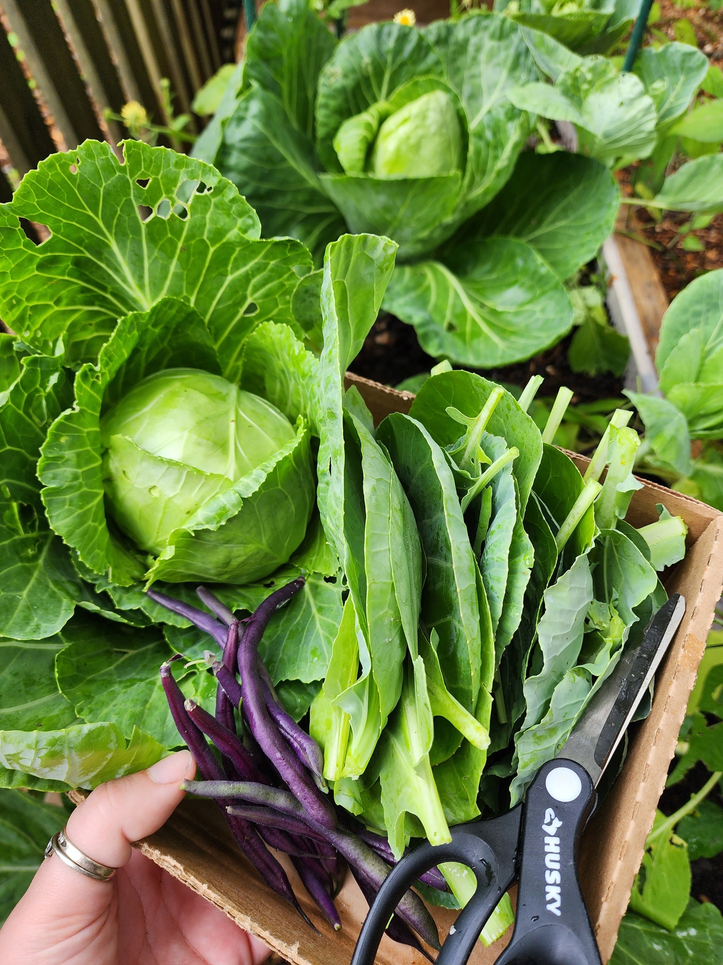 Copenhagen Market Cabbage