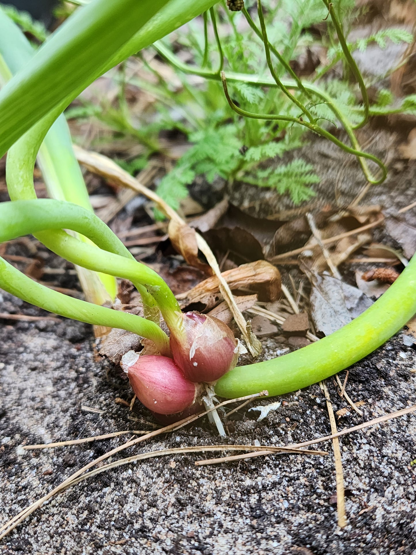 Walking Egyptian Onion