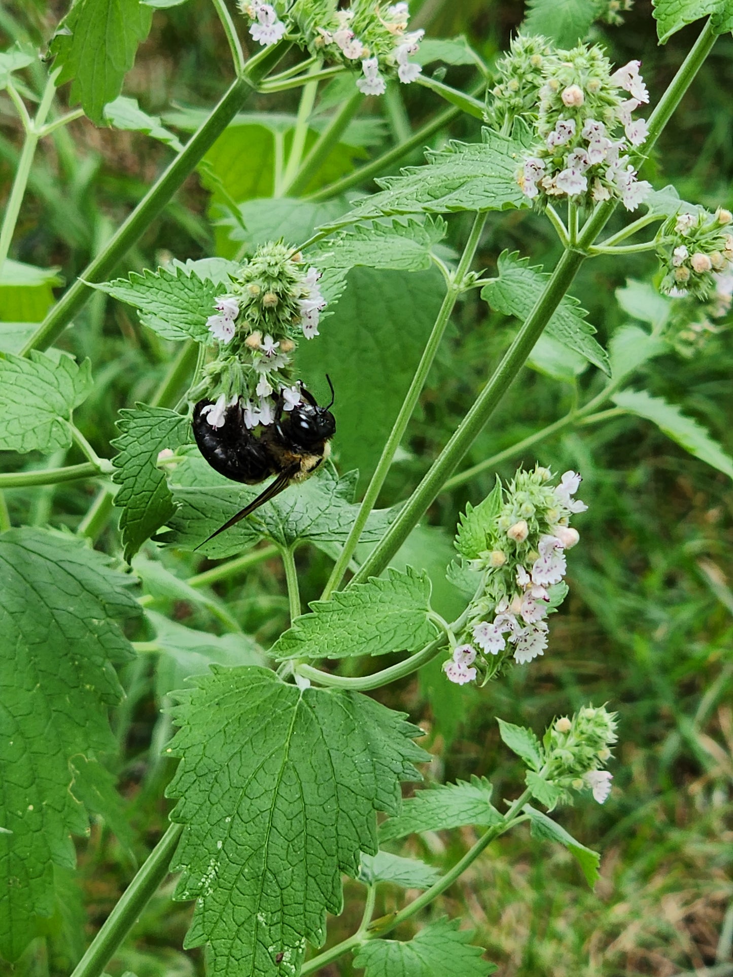 Catnip