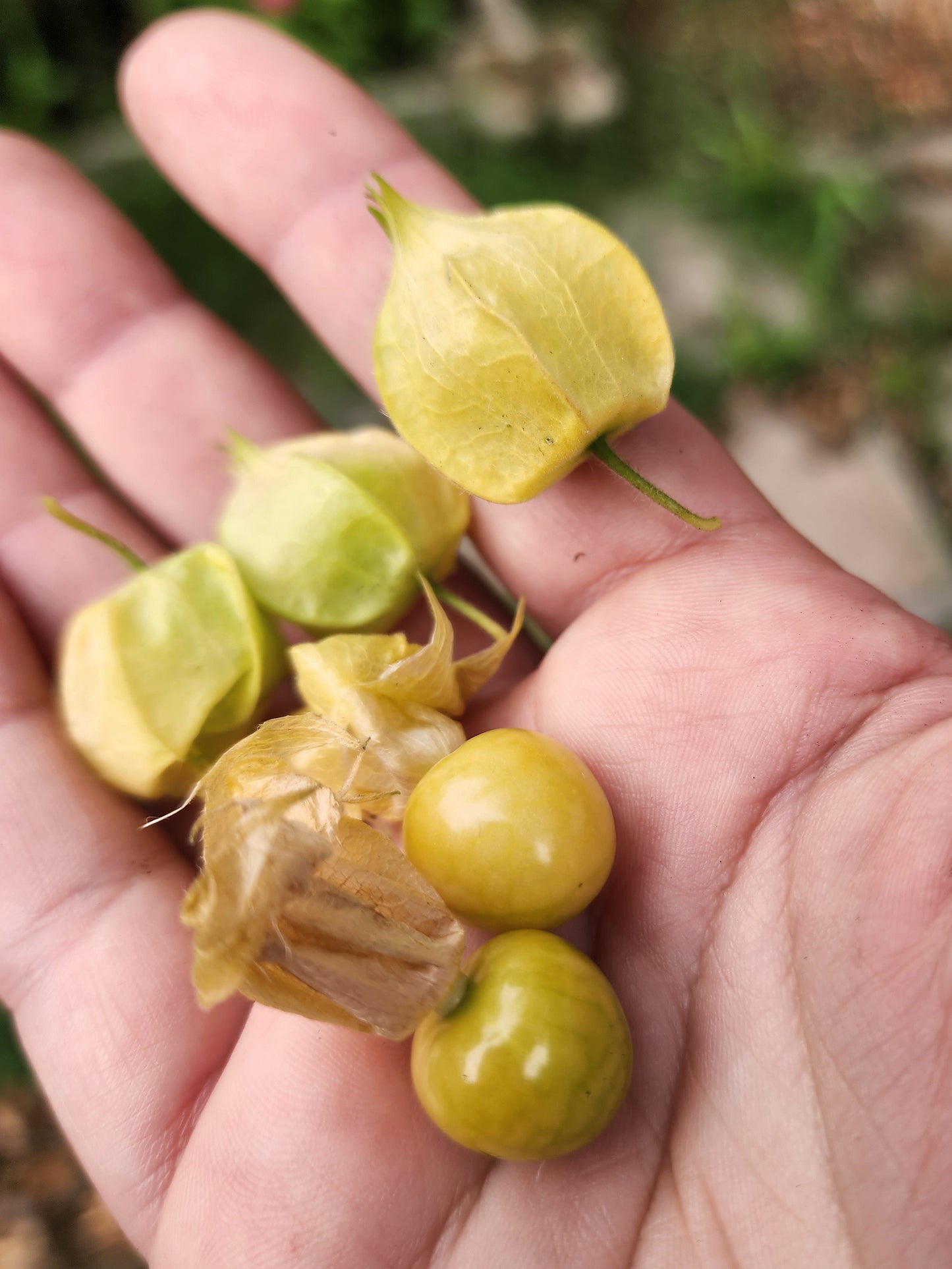 Aunt Molly's Ground Cherry