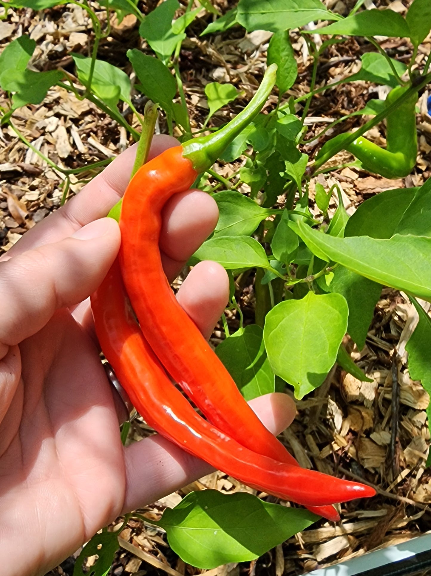 Cayenne Hot Pepper