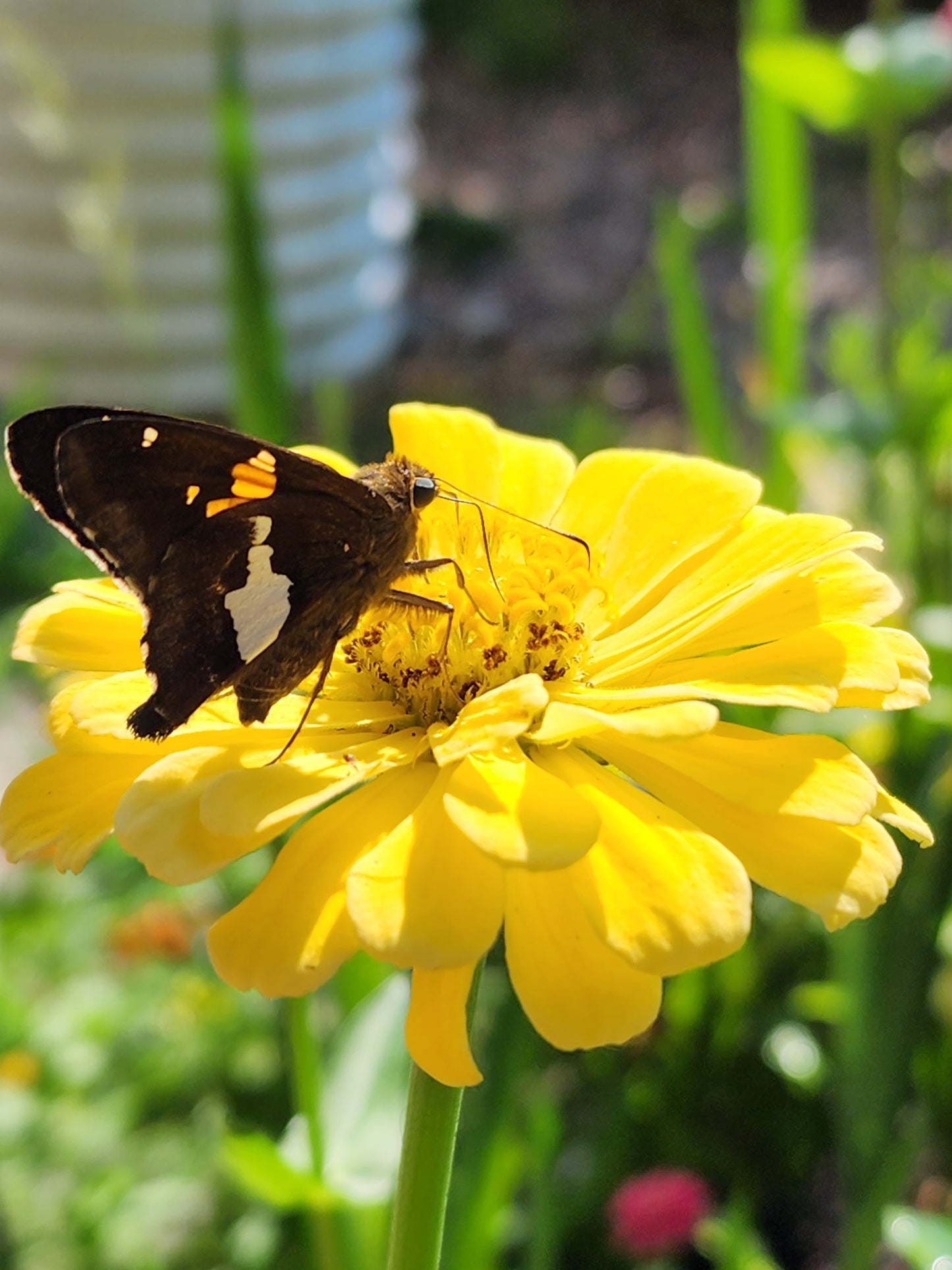 Tomorrow's Zinnia Mix