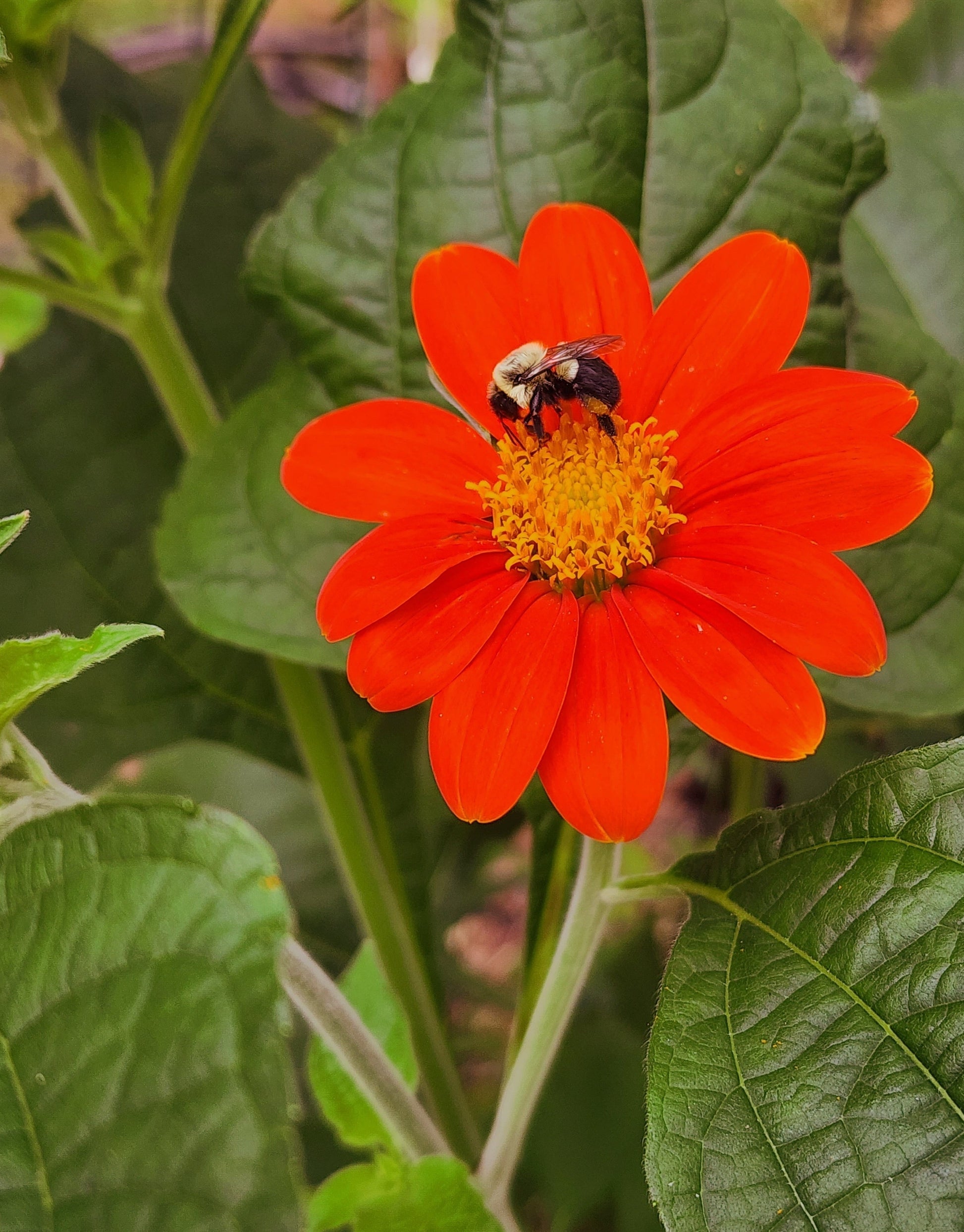 Carpenter Bee enjoying a Mexican Sunflower bloom