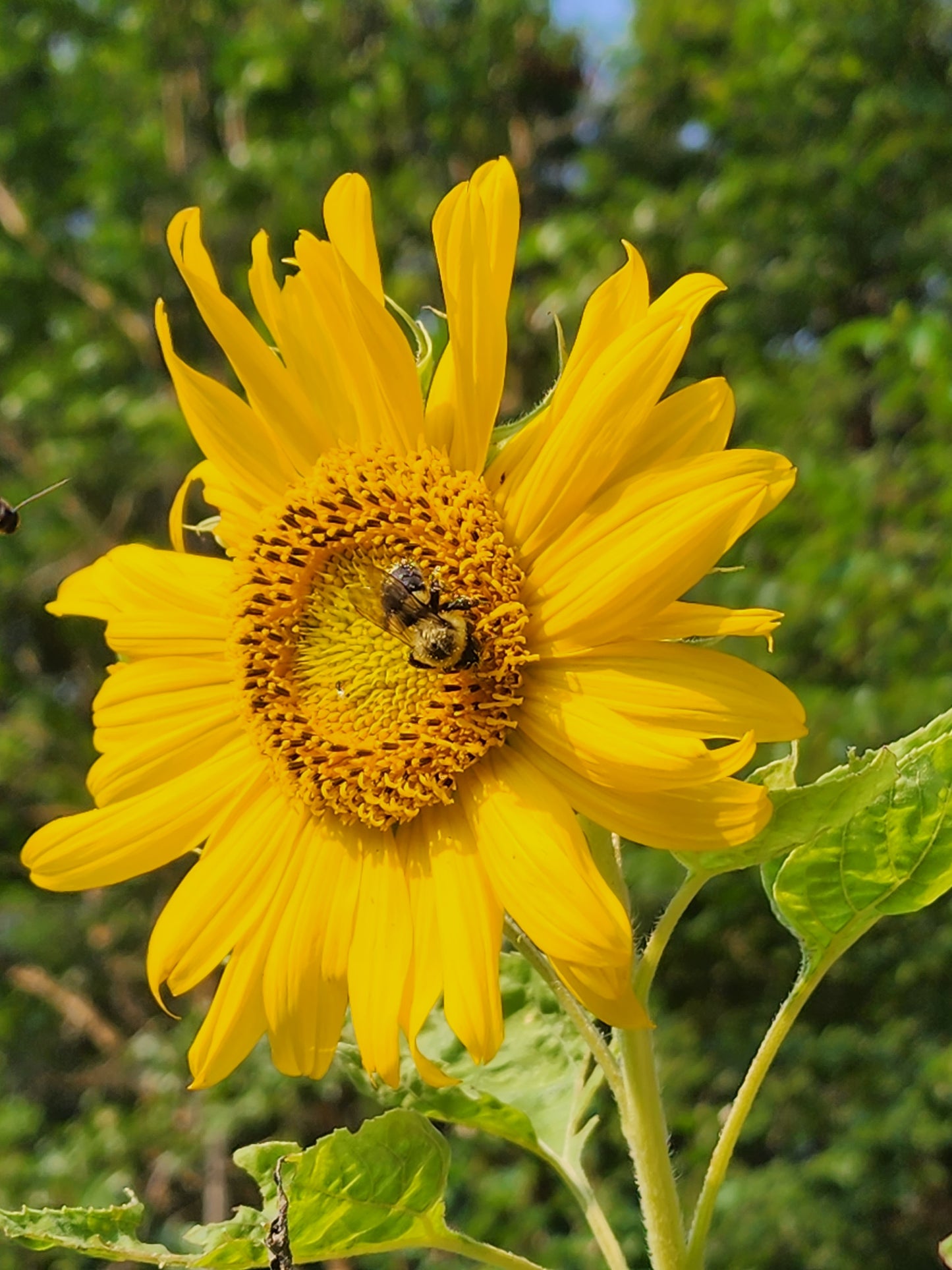 Mammoth Sunflower