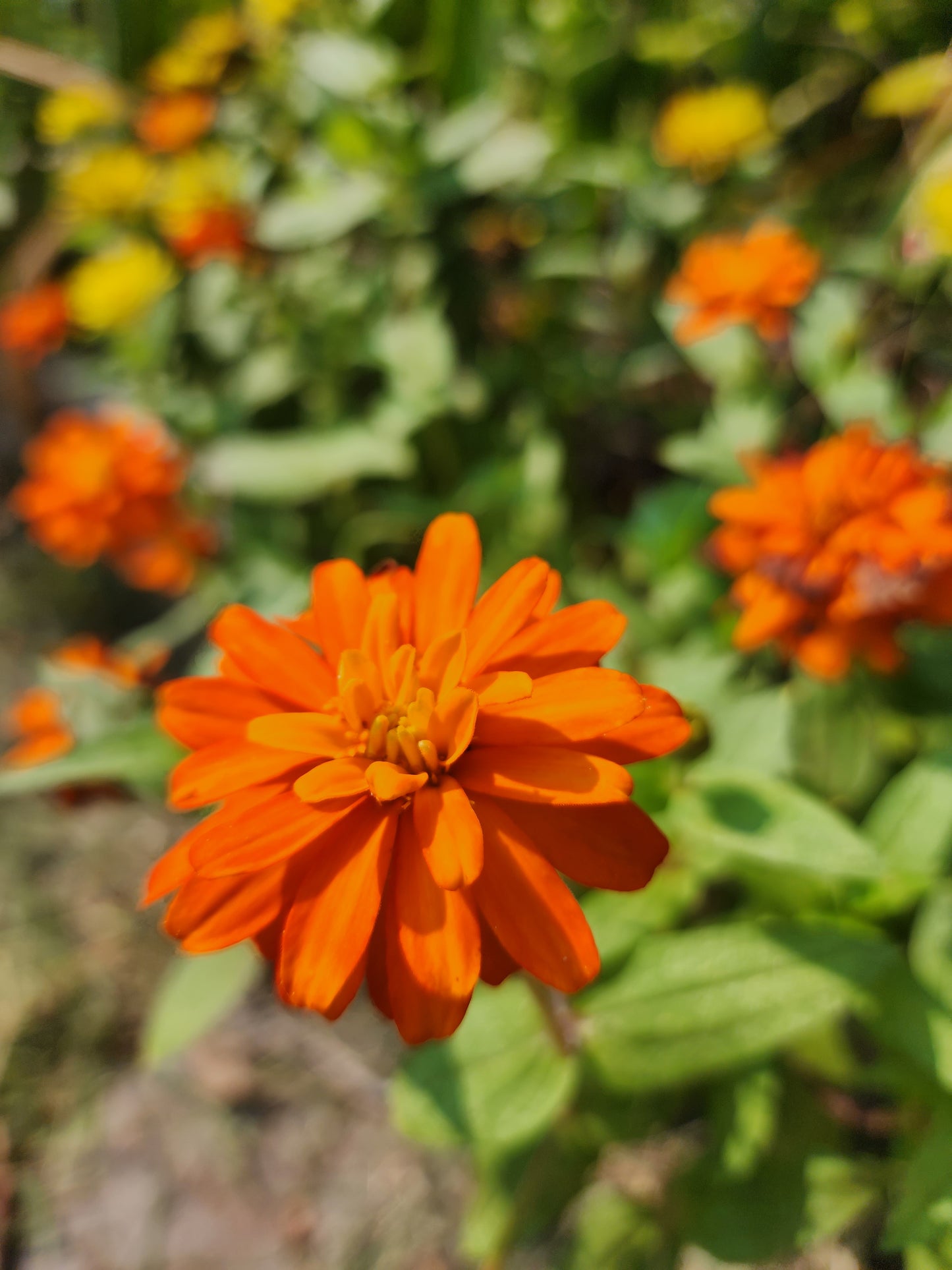 Orange Dwarf Zinnia