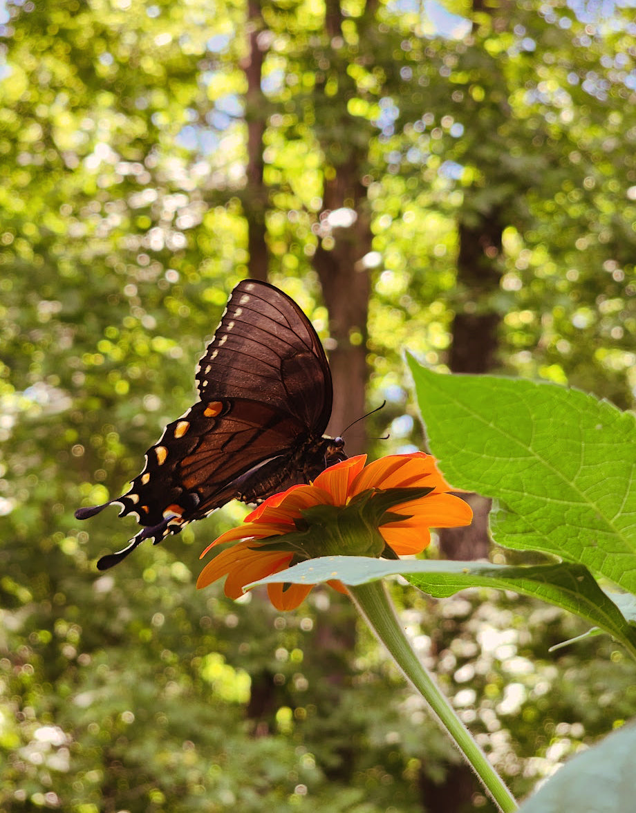 Spicebush Swallowtail Butterfly enjoying a Mexican Sunflower Bloom with Trees in background