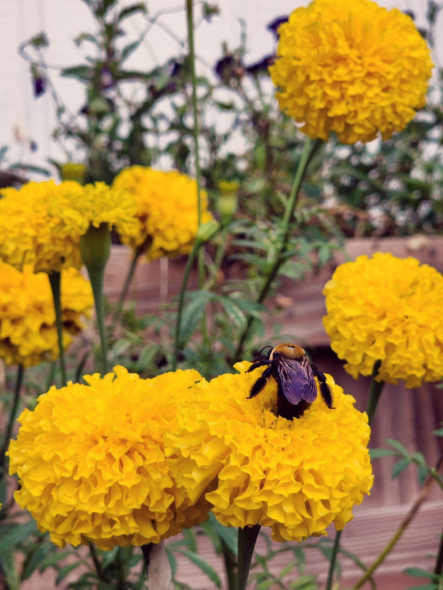 a carpenter bee resting on top of a group of Yellow Giant Marigolds