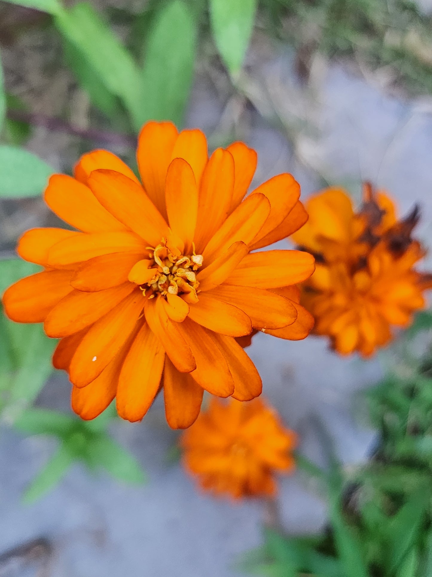 Orange Dwarf Zinnia