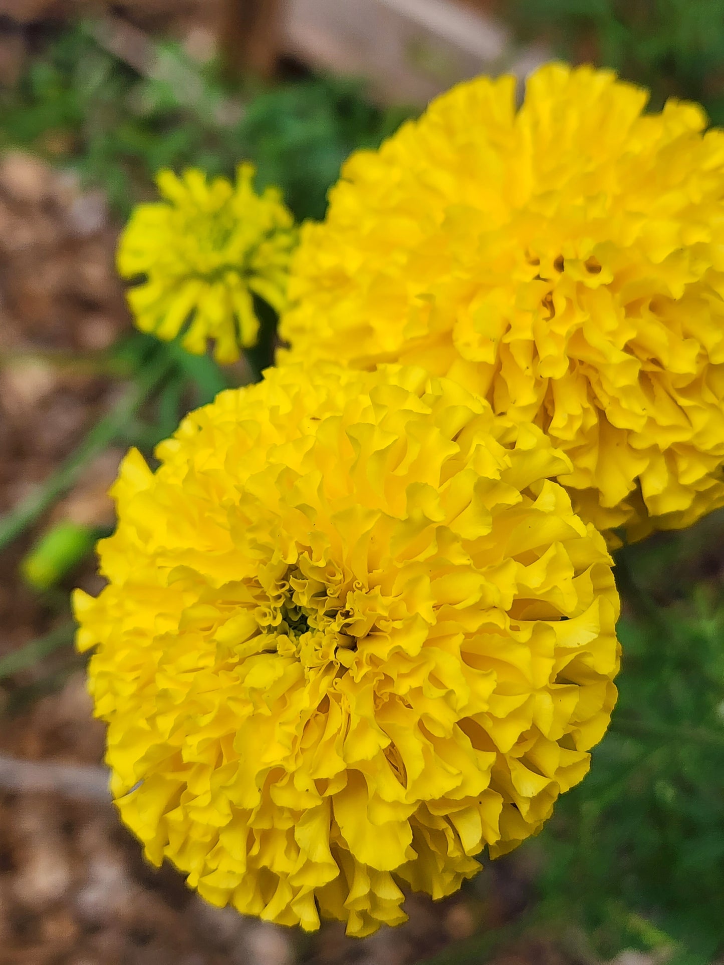 Yellow Giant Marigold Close Up