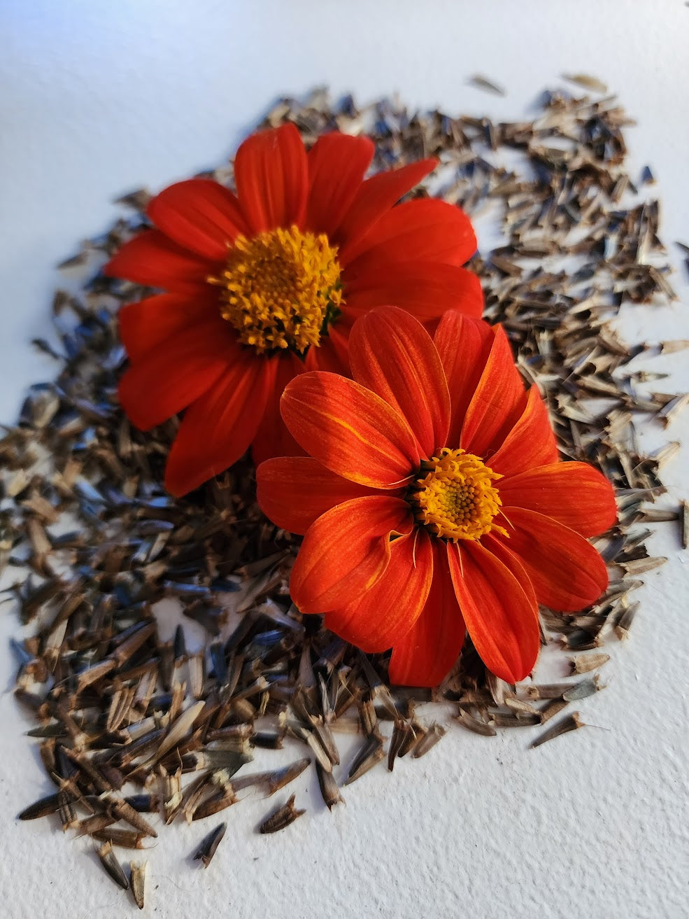 Mexican Sunflower Seeds