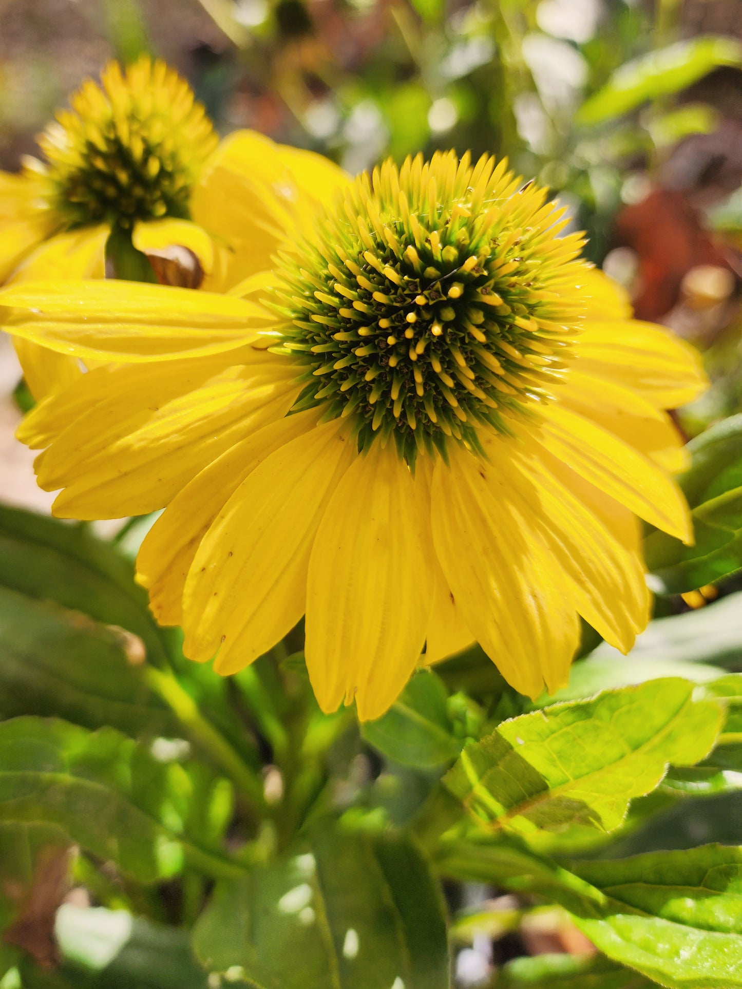 Mellow Yellow Coneflower (Echinacea)