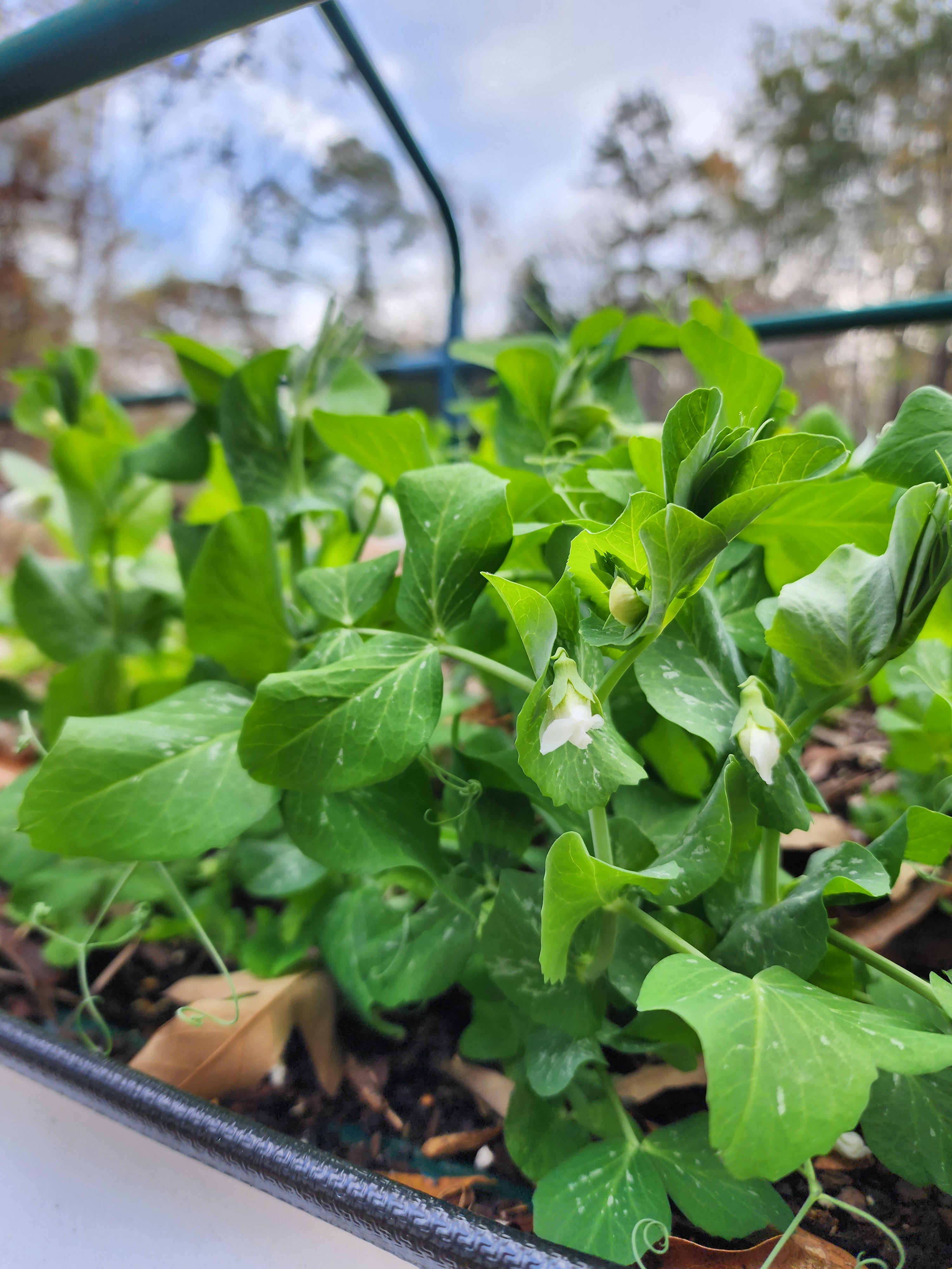 Tom Thumb Dwarf Peas