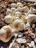 Inchelium Red Softneck Garlic