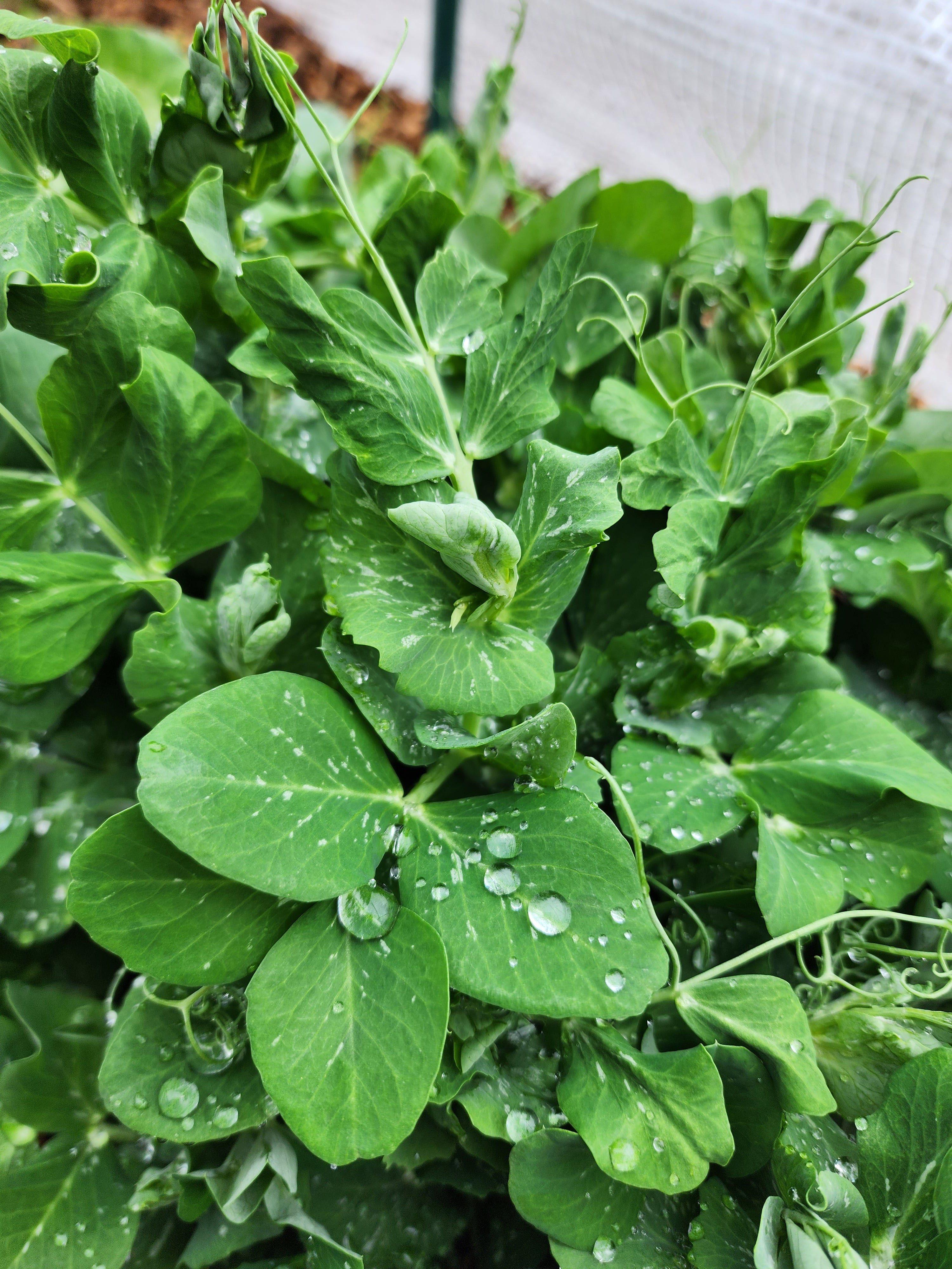 Tom Thumb Dwarf Peas