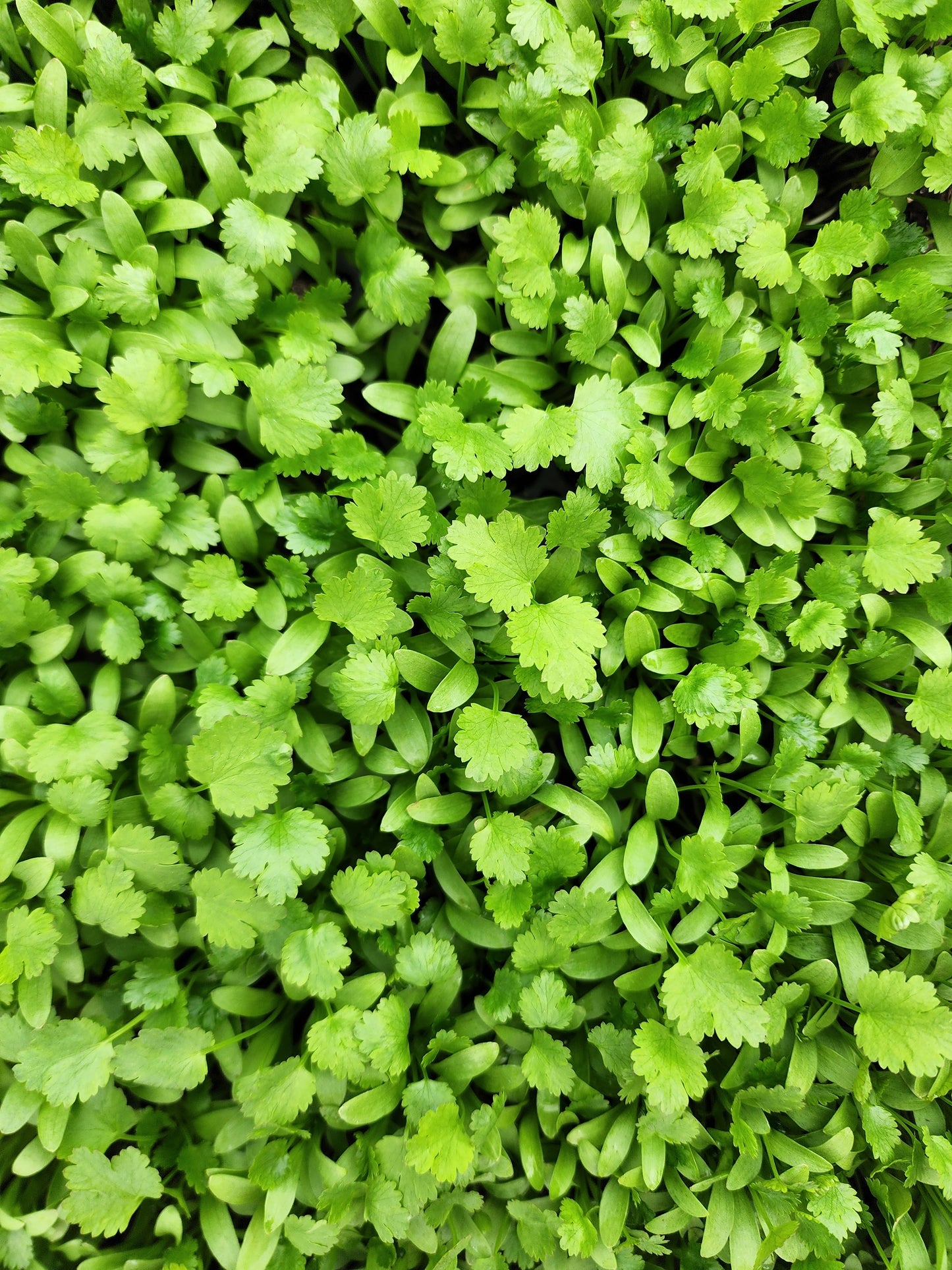 Cilantro