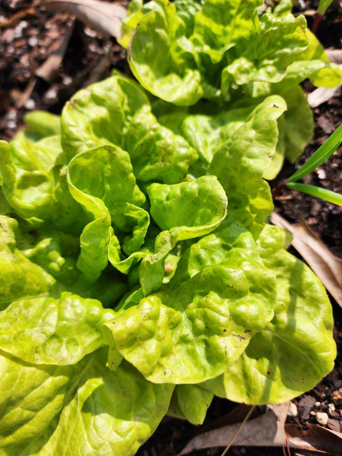 Tennis Ball Lettuce