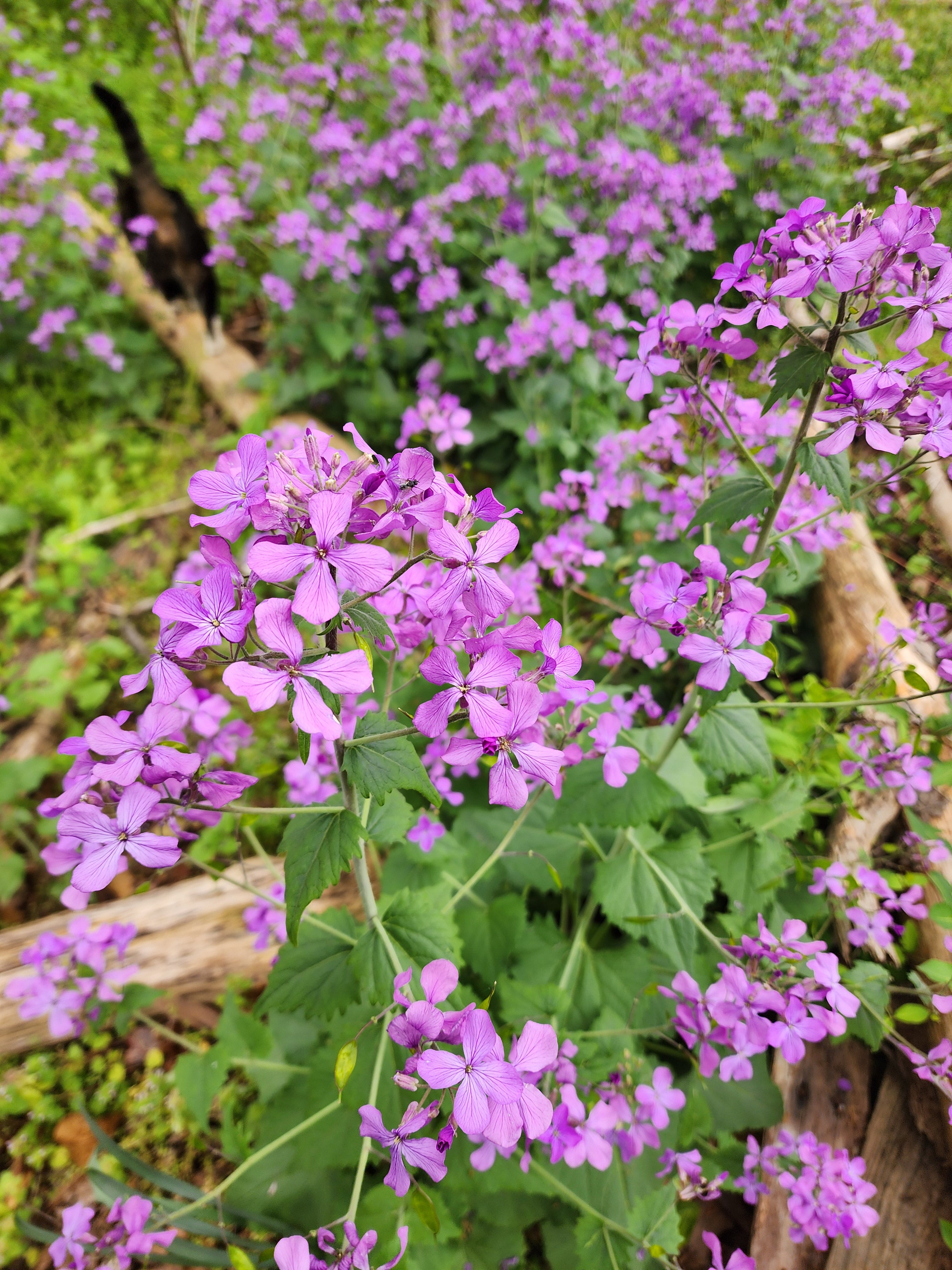 money plant purple leaves Silver Dollar Money Plant – Tomorrow's Garden
