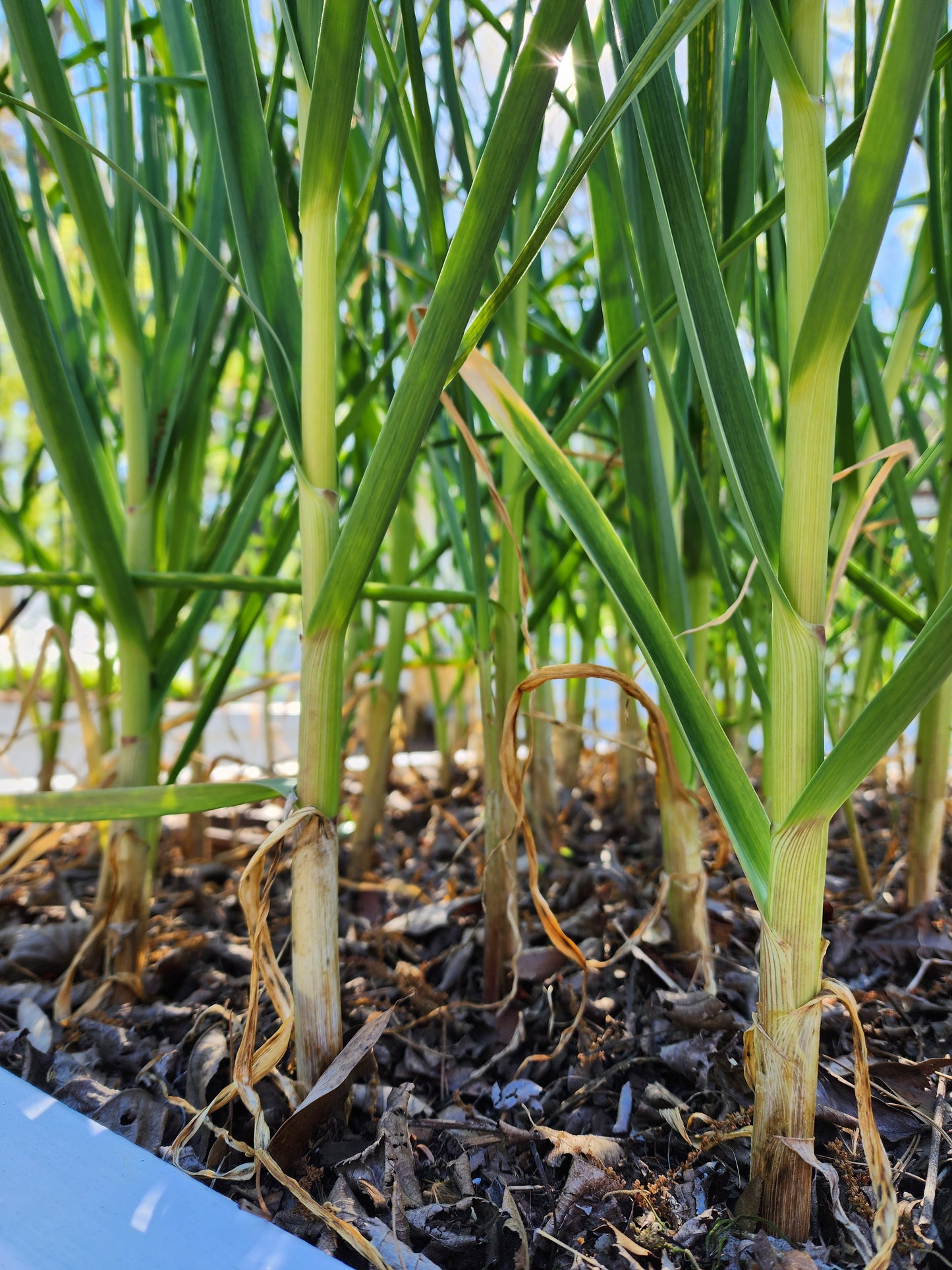 California Early Softneck Garlic