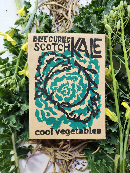 Blue Curled Scotch Kale