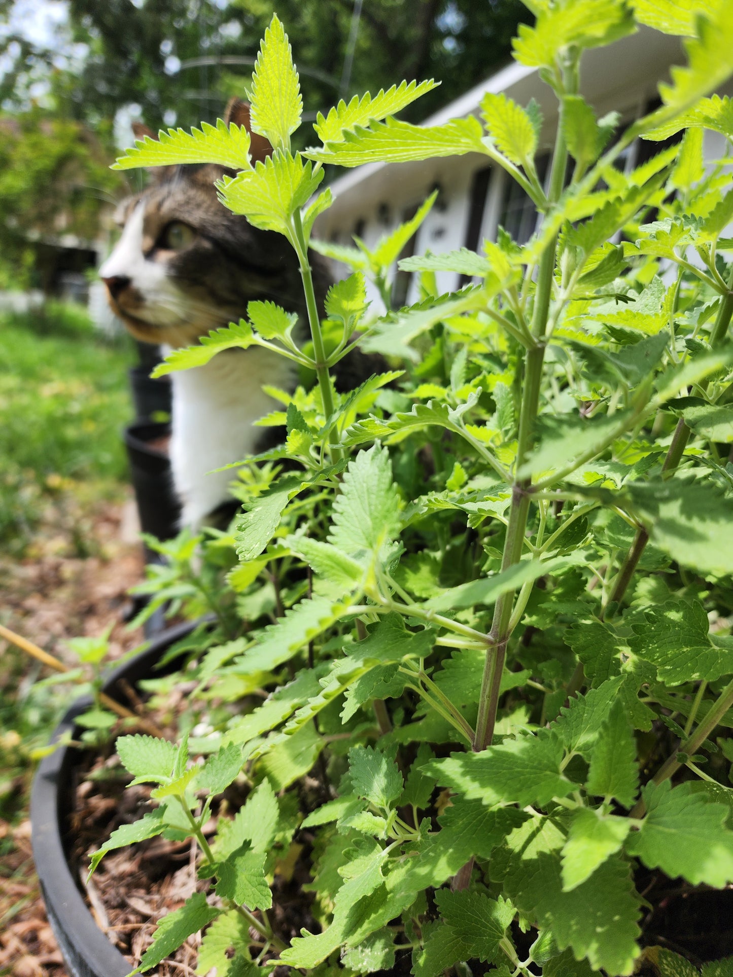 Catnip