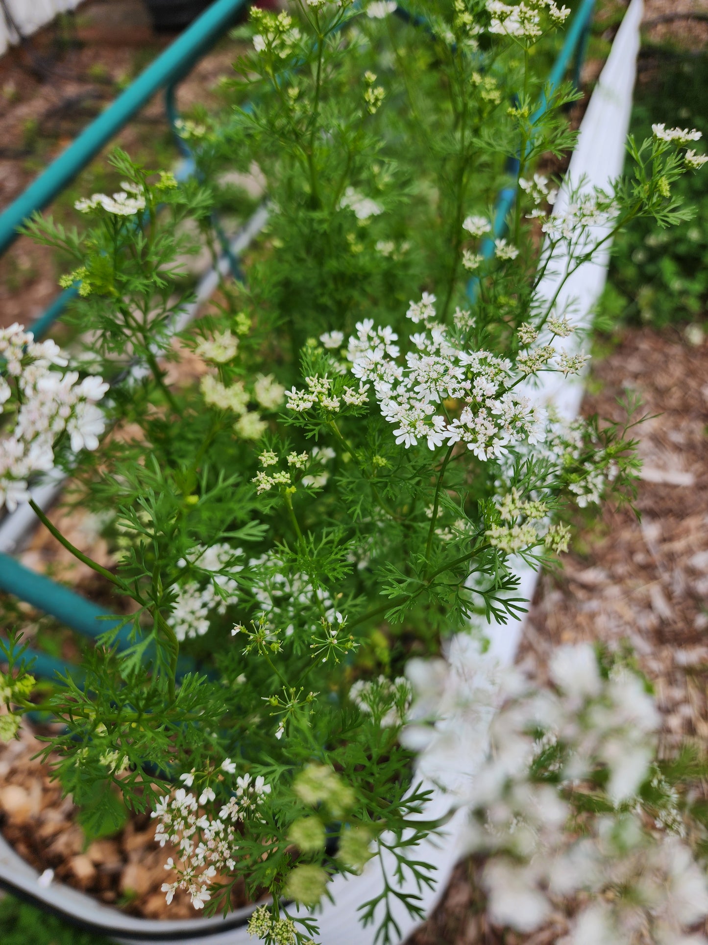 Cilantro