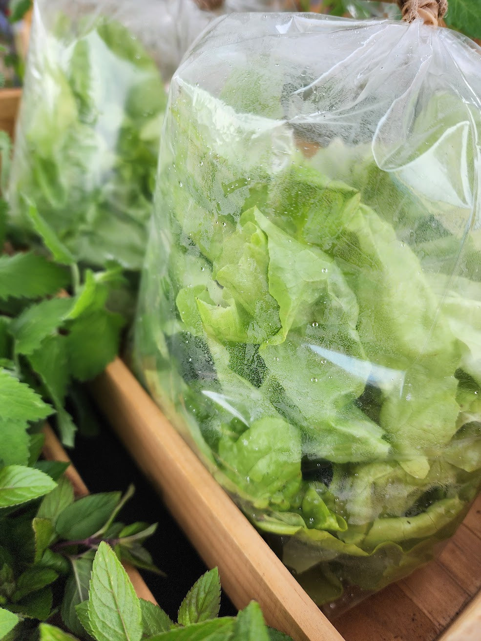Tennis Ball Lettuce