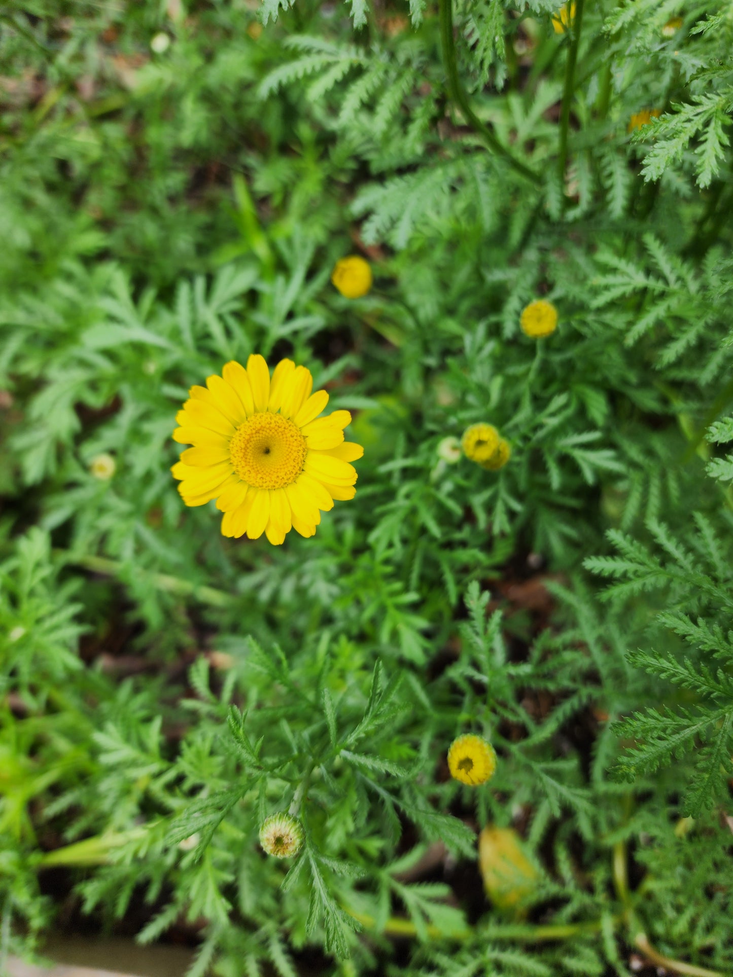 Yellow Feverfew