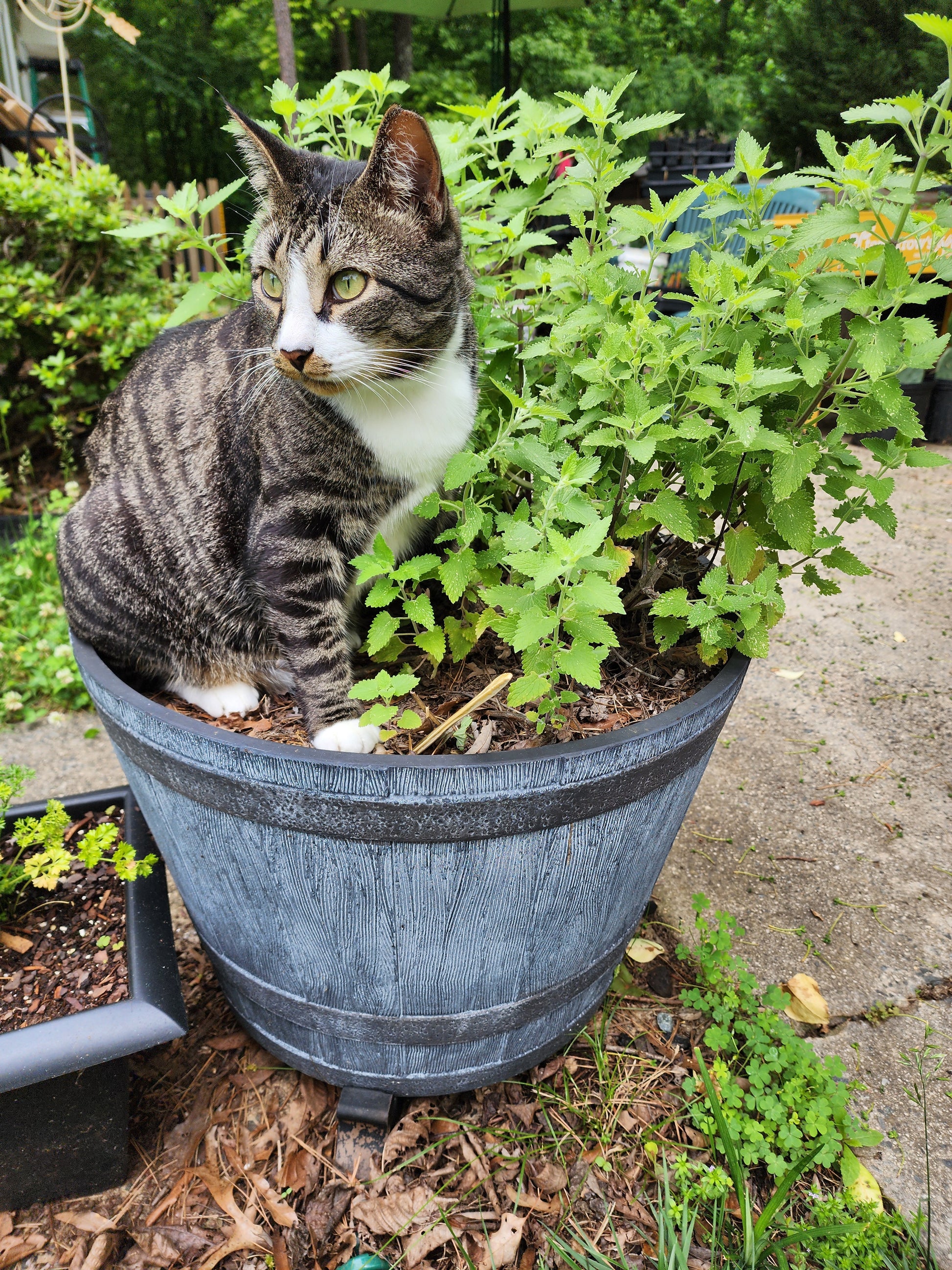 Catnip