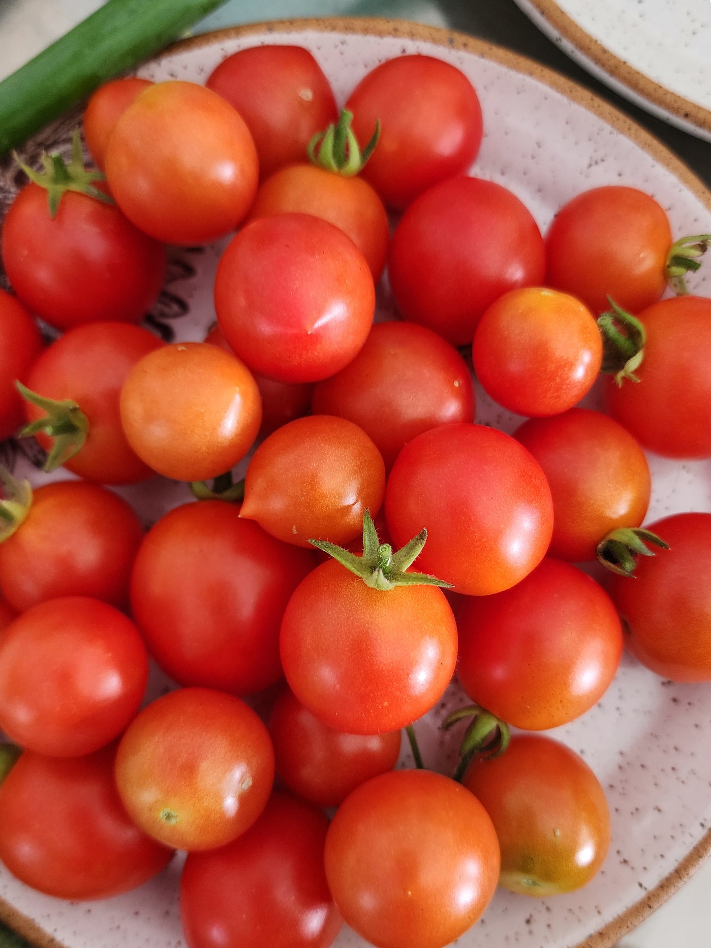 Red Robin Cherry Dwarf Tomato