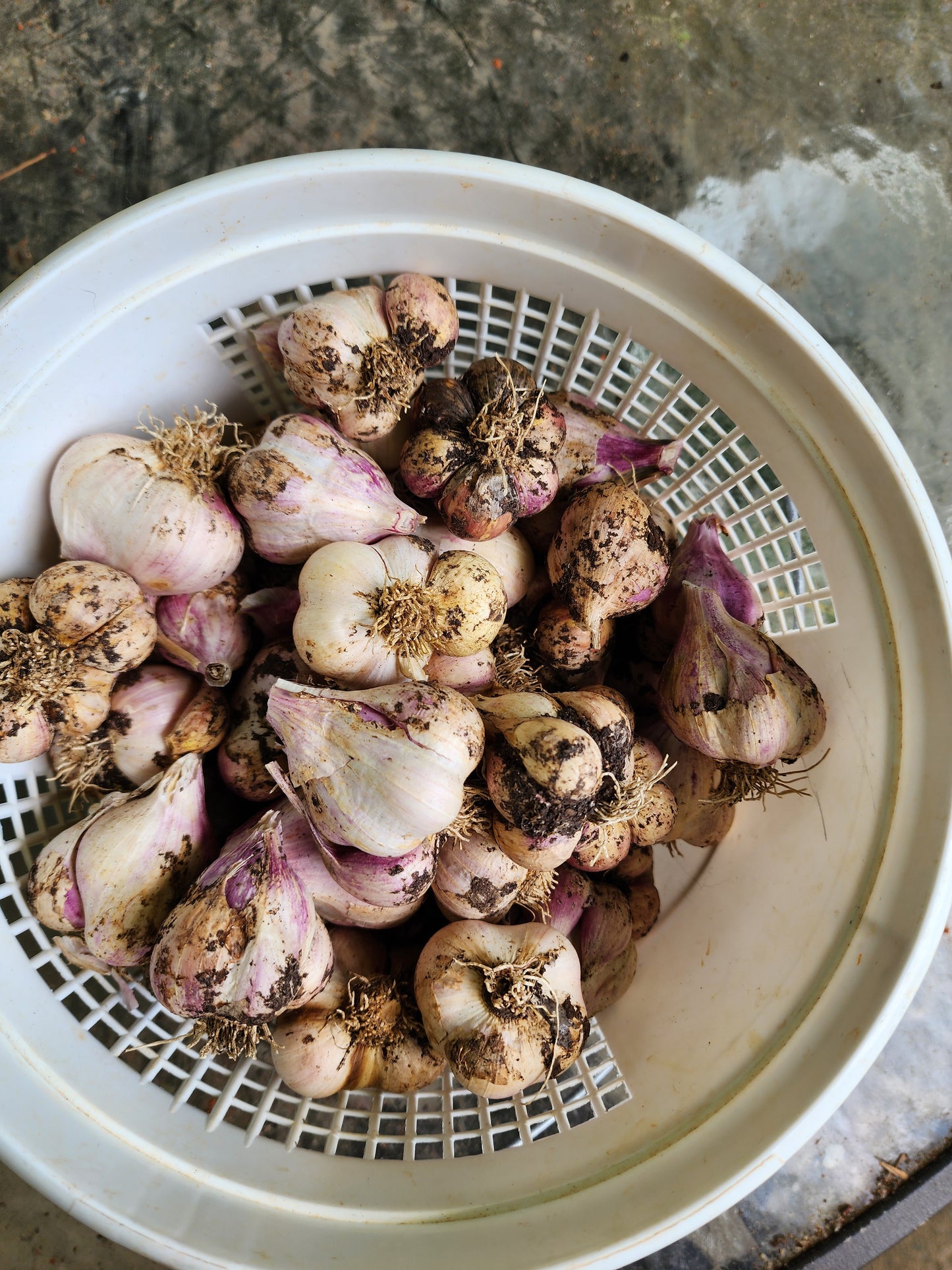 California Early Softneck Garlic